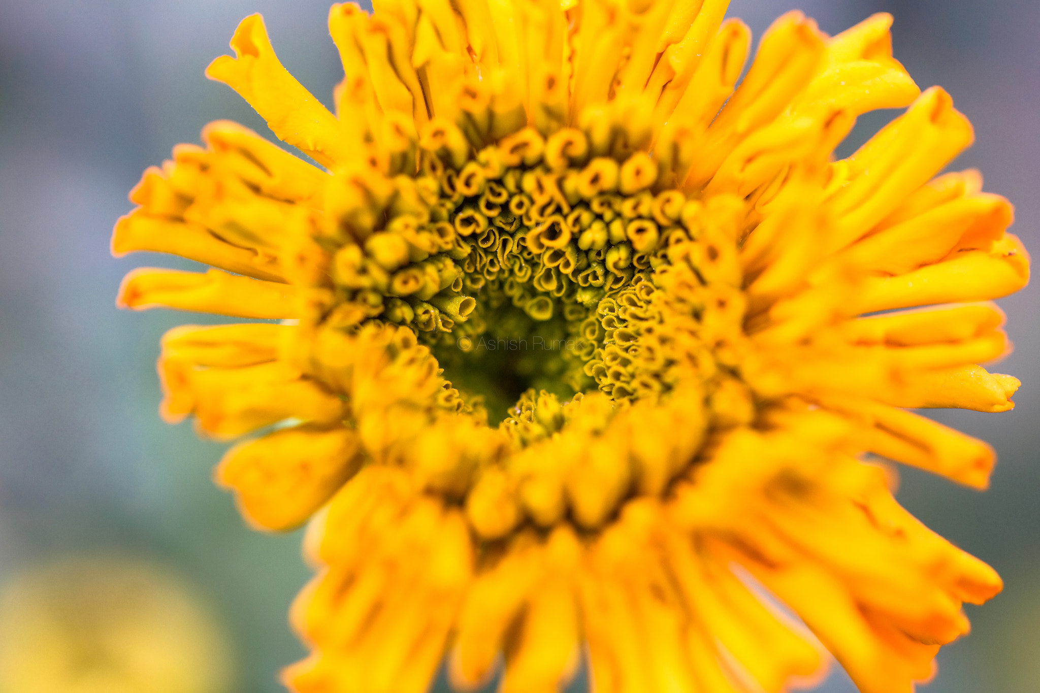 Canon EF 100mm F2.8L Macro IS USM sample photo. Wa photography