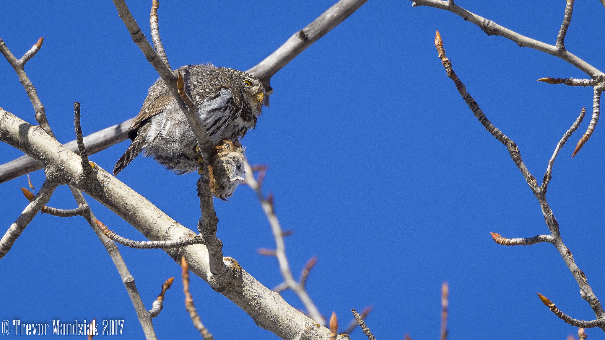 Olympus OM-D E-M10 II sample photo. Northern pygmy owl lunch break photography