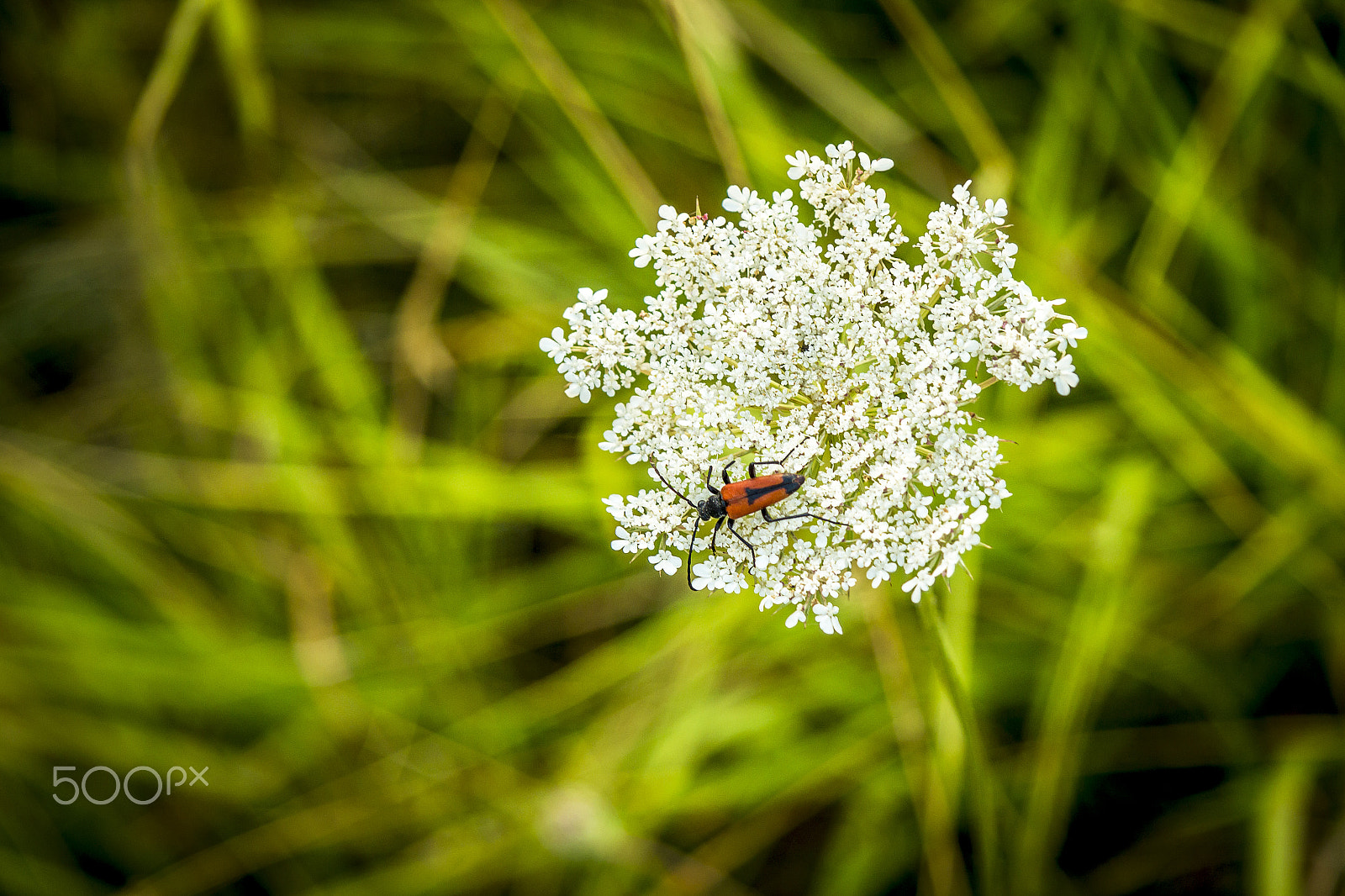 Canon EF-S 17-85mm F4-5.6 IS USM sample photo. Red insect in strong sunlight against lush green b photography