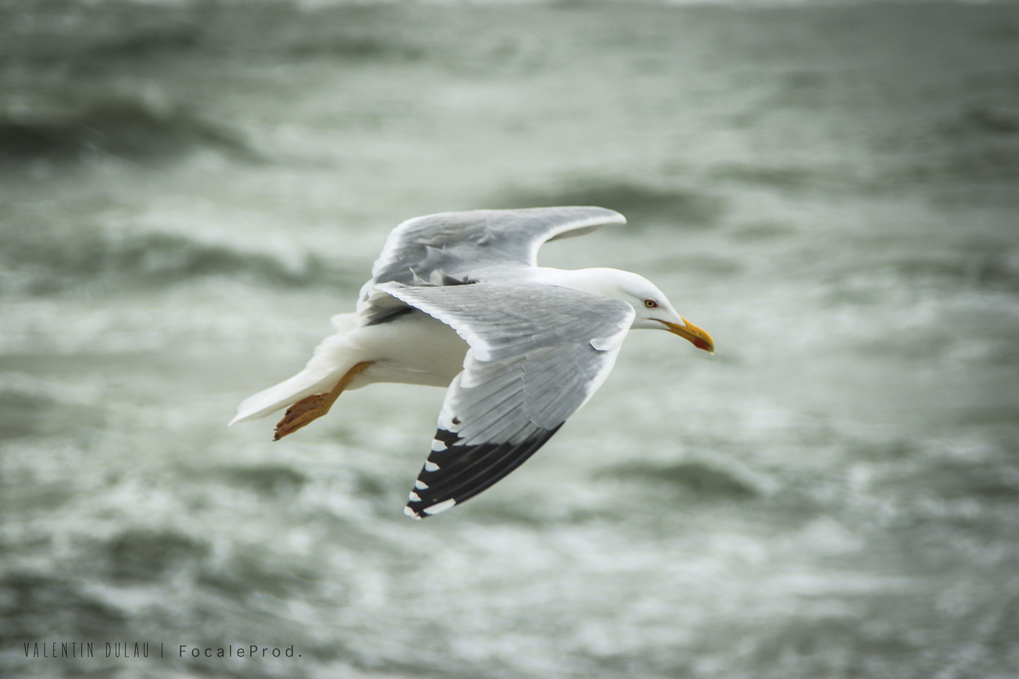 Canon EOS-1D Mark IV sample photo. Goeland photography