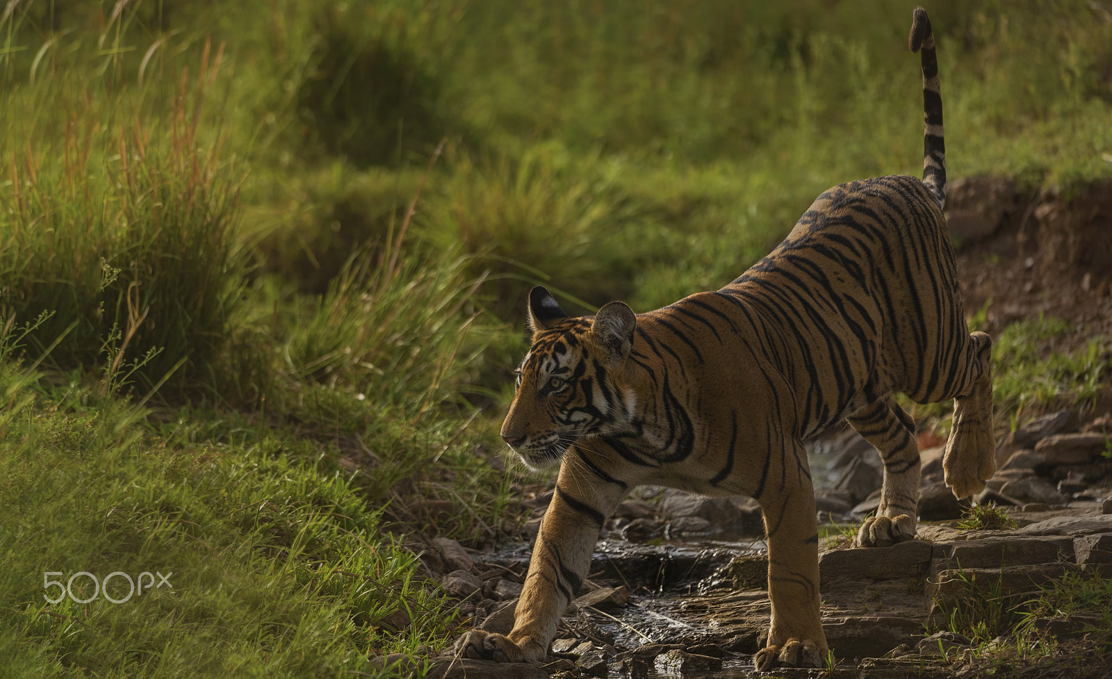 Nikon D750 + Nikon AF-S Nikkor 500mm F4G ED VR sample photo. Royals of ranthambore photography