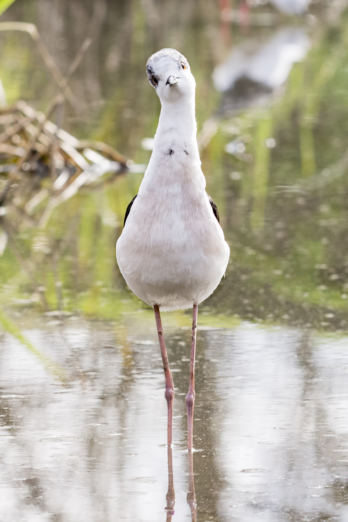 Canon EOS 700D (EOS Rebel T5i / EOS Kiss X7i) + Canon EF 70-200mm F2.8L IS II USM sample photo. Funny black-winged stilt photography