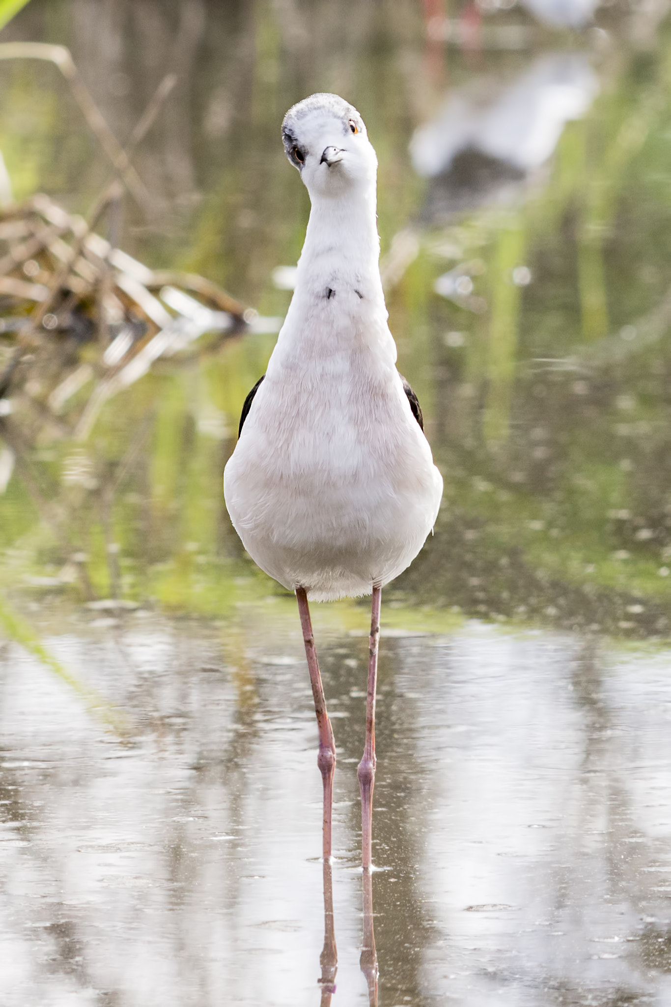 Canon EOS 700D (EOS Rebel T5i / EOS Kiss X7i) sample photo. Funny black-winged stilt photography