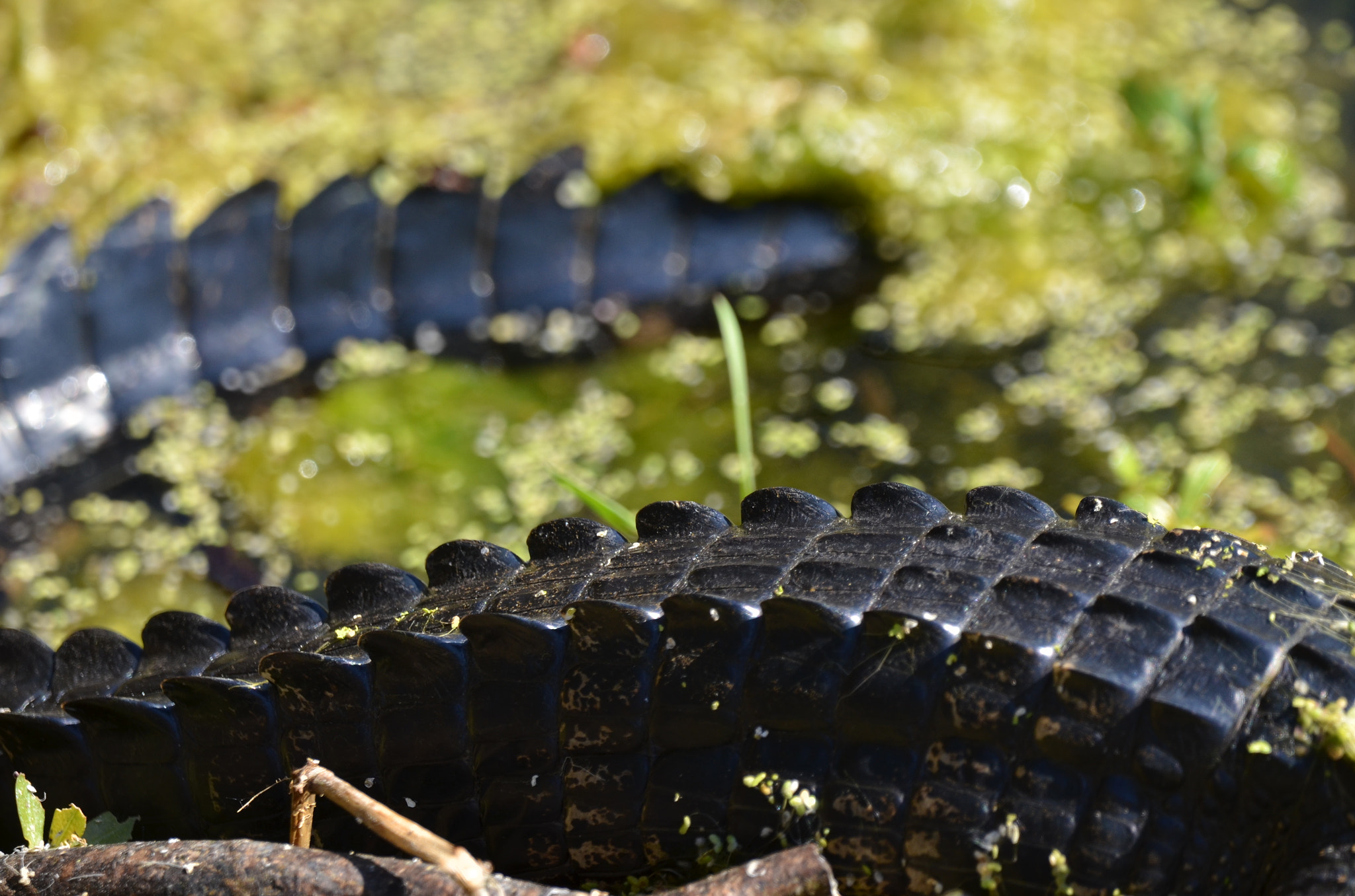 Sigma 150-600mm F5-6.3 DG OS HSM | C sample photo. Gator tail photography
