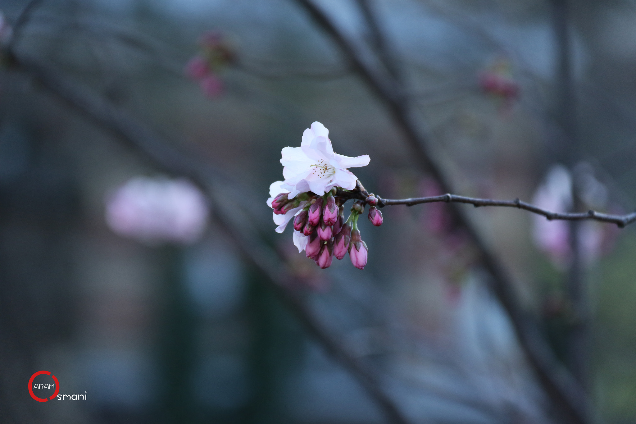 Canon EF-S 18-200mm F3.5-5.6 IS sample photo. Spring paris photography