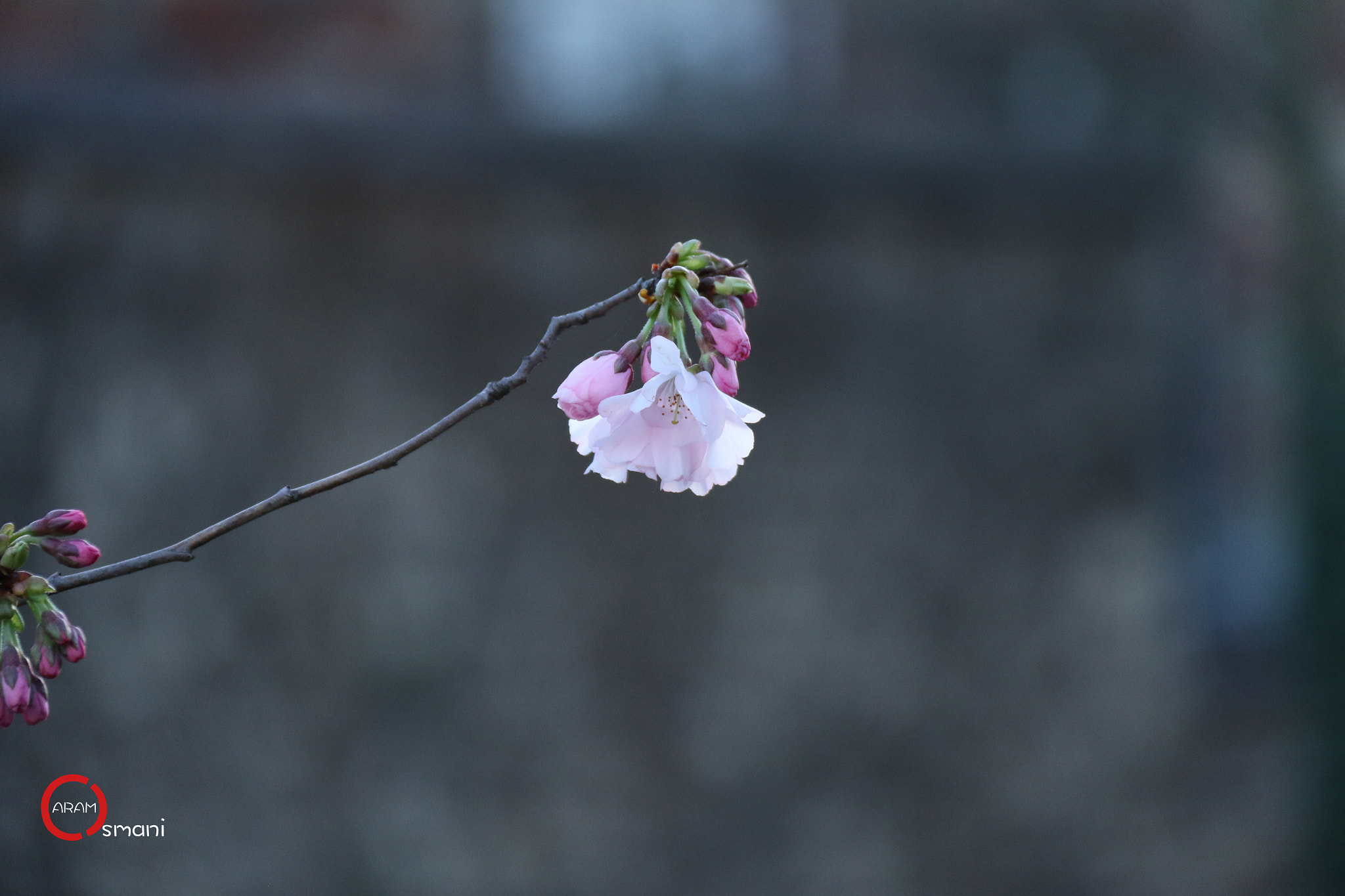 Canon EF-S 18-200mm F3.5-5.6 IS sample photo. Spring paris photography