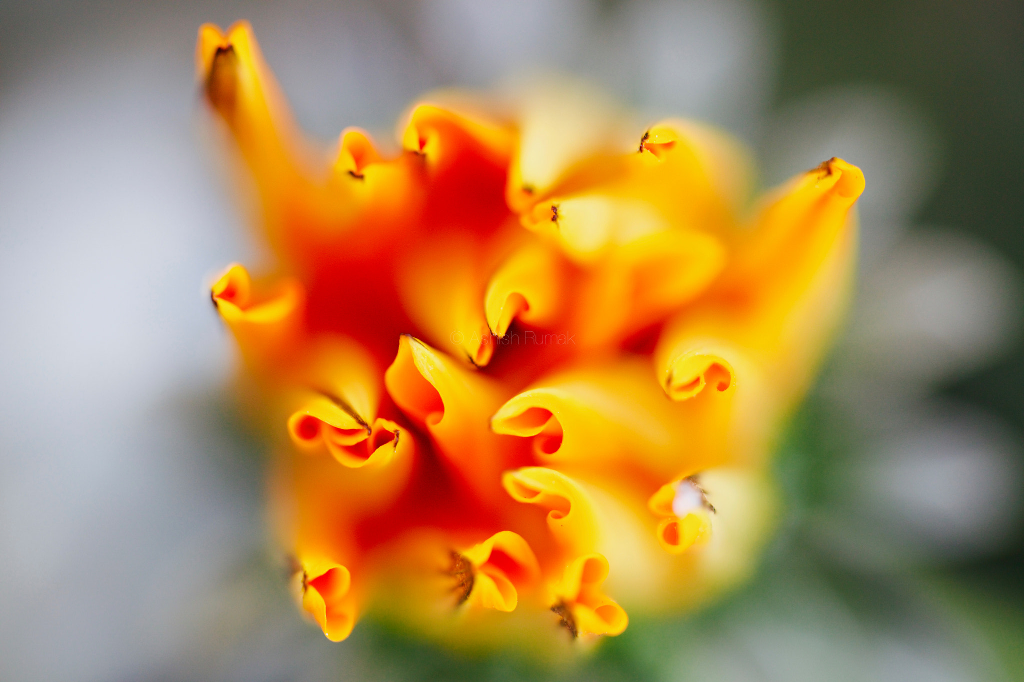 Canon EF 100mm F2.8L Macro IS USM sample photo. Wa photography