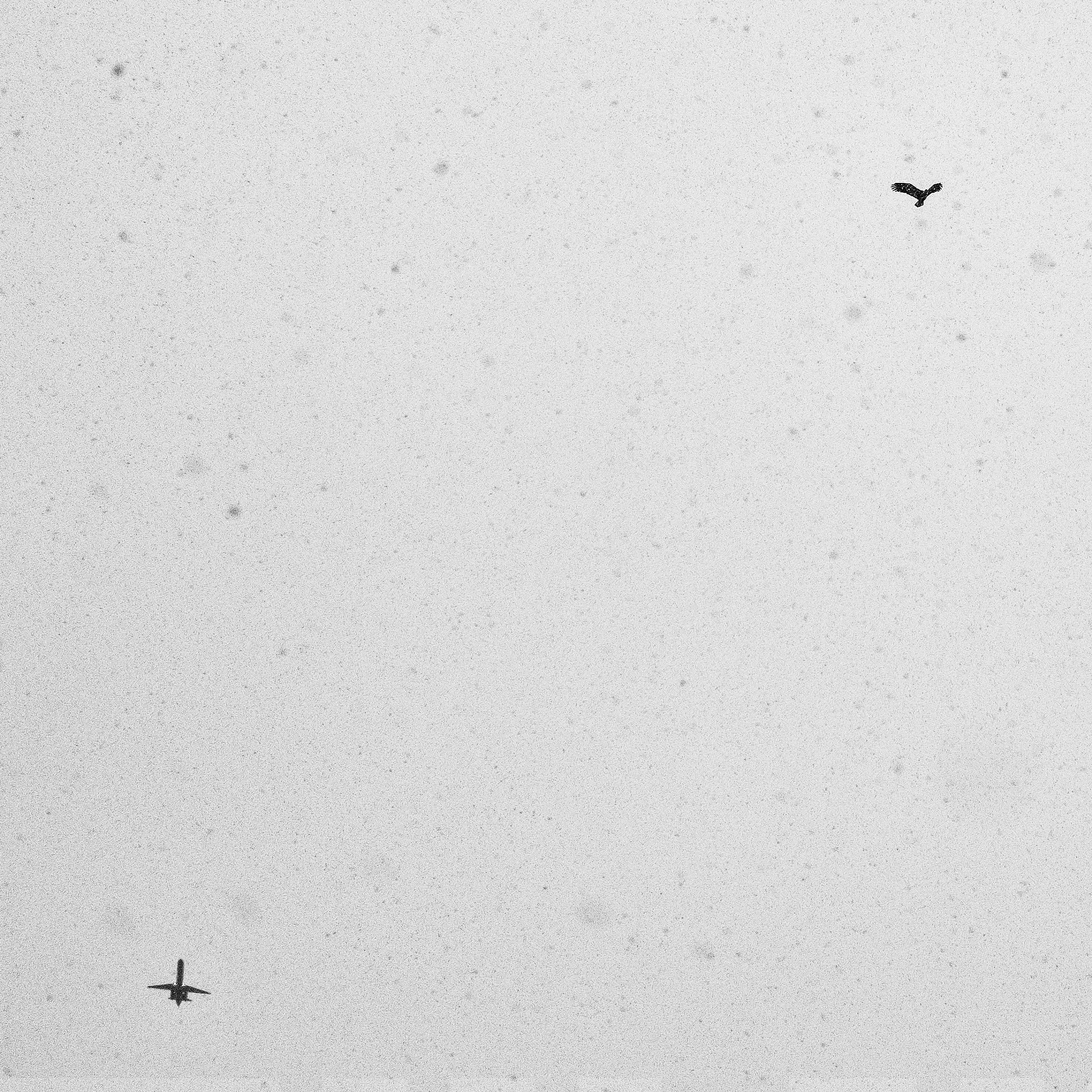 Fujifilm X-E1 + Fujifilm XF 35mm F2 R WR sample photo. Birds in the snow photography