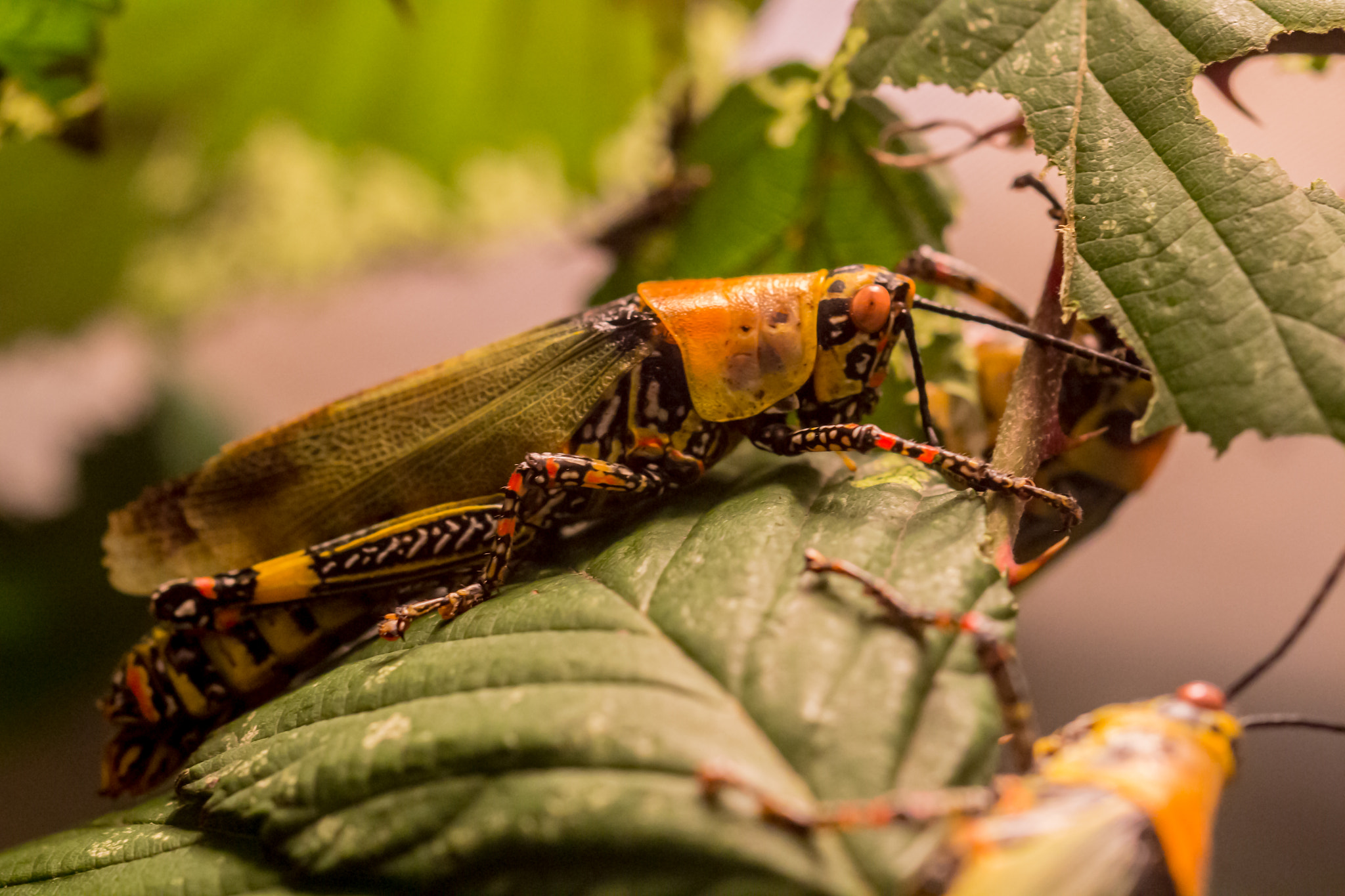 Canon EF 100mm F2.8L Macro IS USM sample photo. Grasshüpfer / grasshopper photography