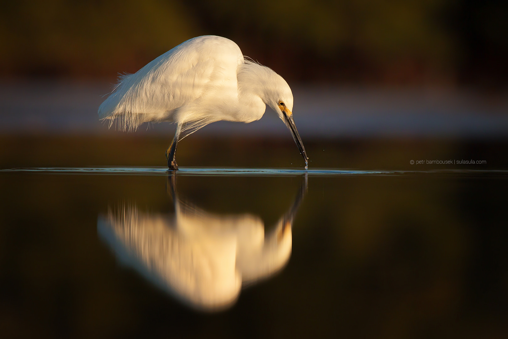 Canon EOS 50D + Canon EF 400mm F5.6L USM sample photo. Snowy egret | florida photography