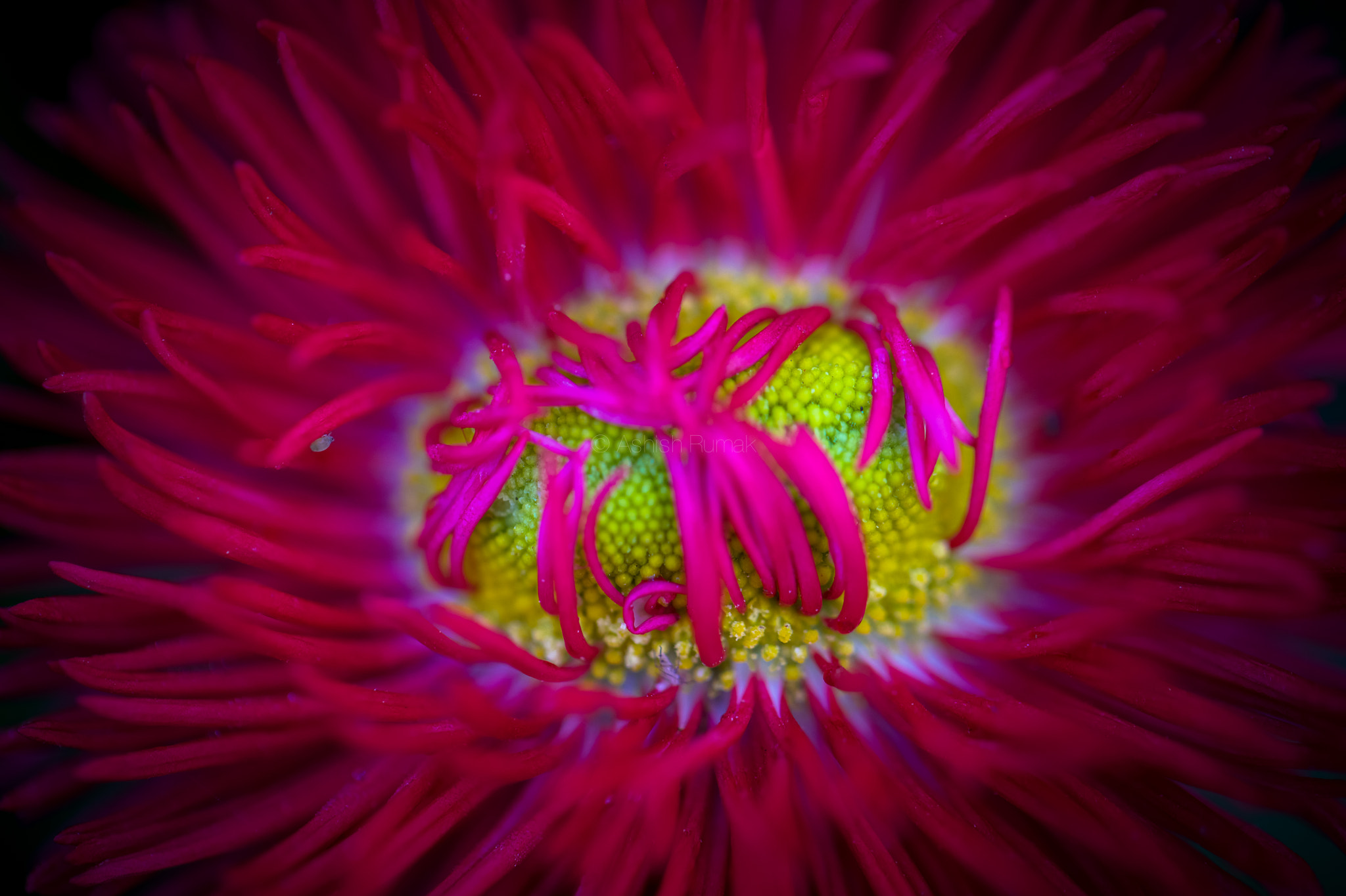 Canon EF 100mm F2.8L Macro IS USM sample photo. Wa photography