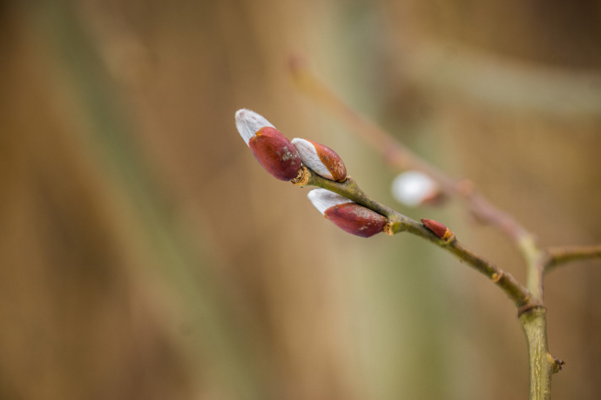 Sony DT 18-135mm F3.5-5.6 SAM sample photo. Dsc photography