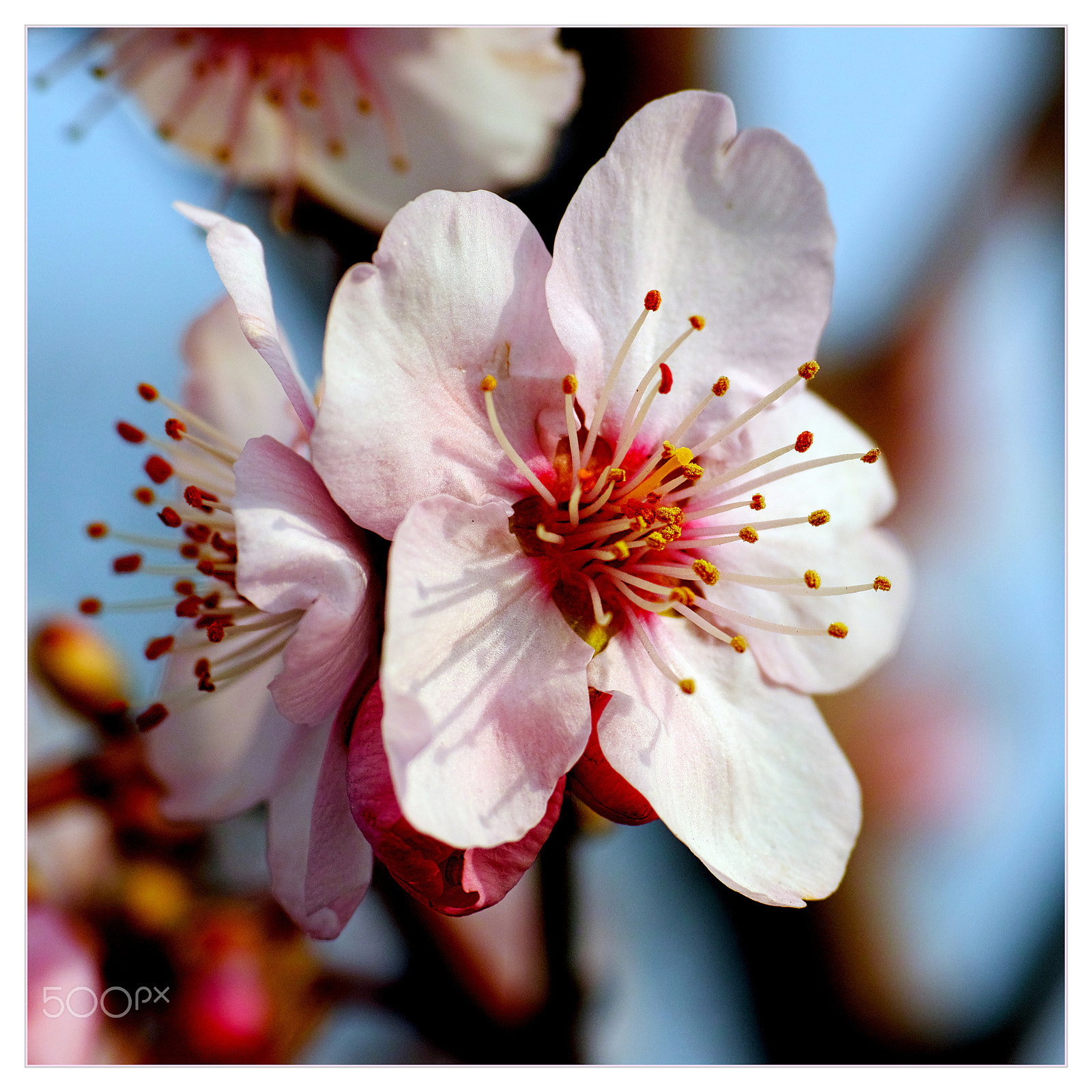 Sigma dp3 Quattro sample photo. Almond blossom photography