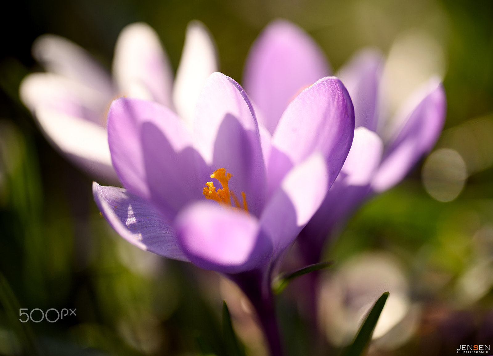 Sigma 150mm F2.8 EX DG OS Macro HSM sample photo. Soft touch of spring photography