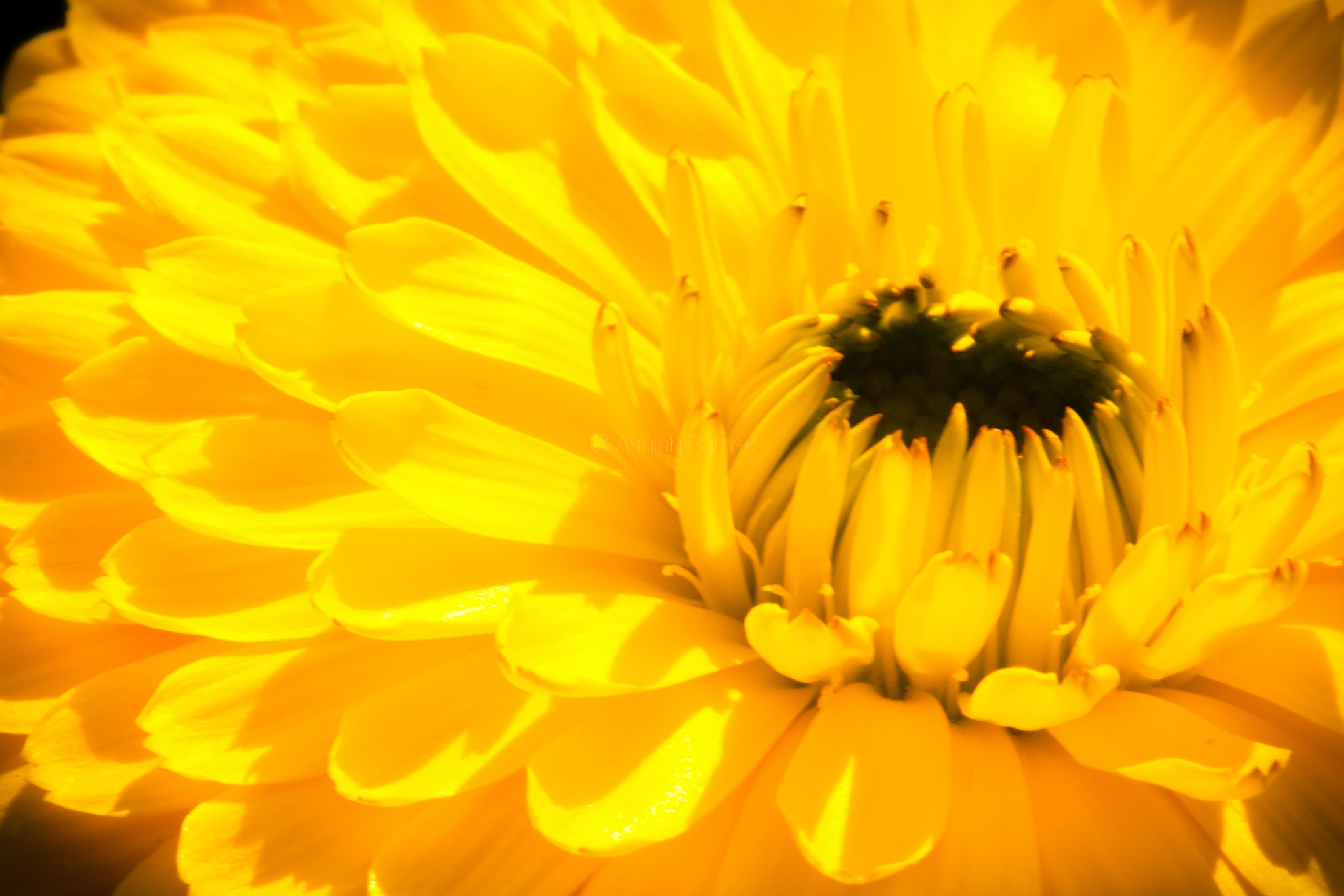 Canon EF 100mm F2.8L Macro IS USM sample photo. Wa photography