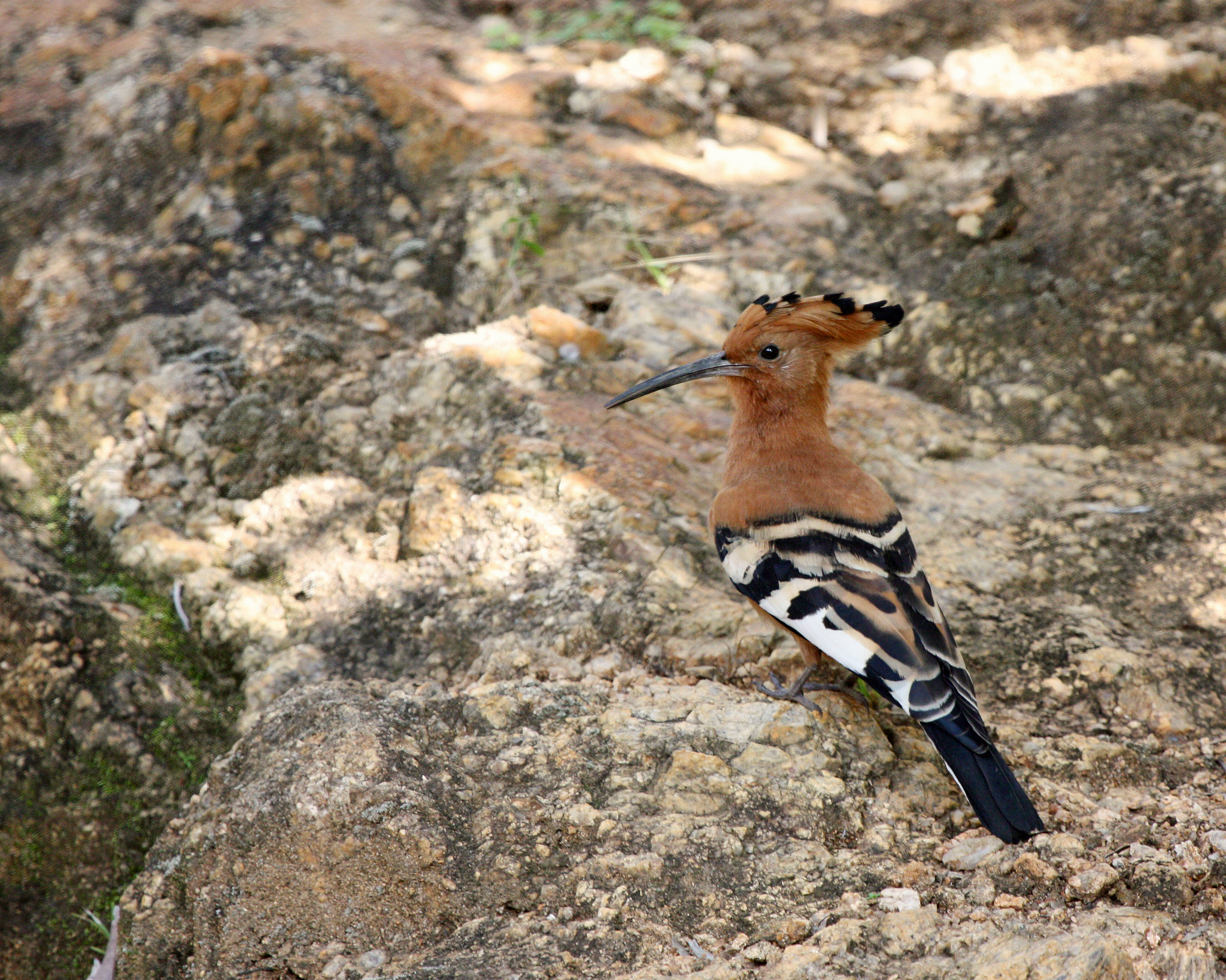 Canon EOS 450D (EOS Rebel XSi / EOS Kiss X2) + Canon EF 100-400mm F4.5-5.6L IS USM sample photo. African hoopoe photography