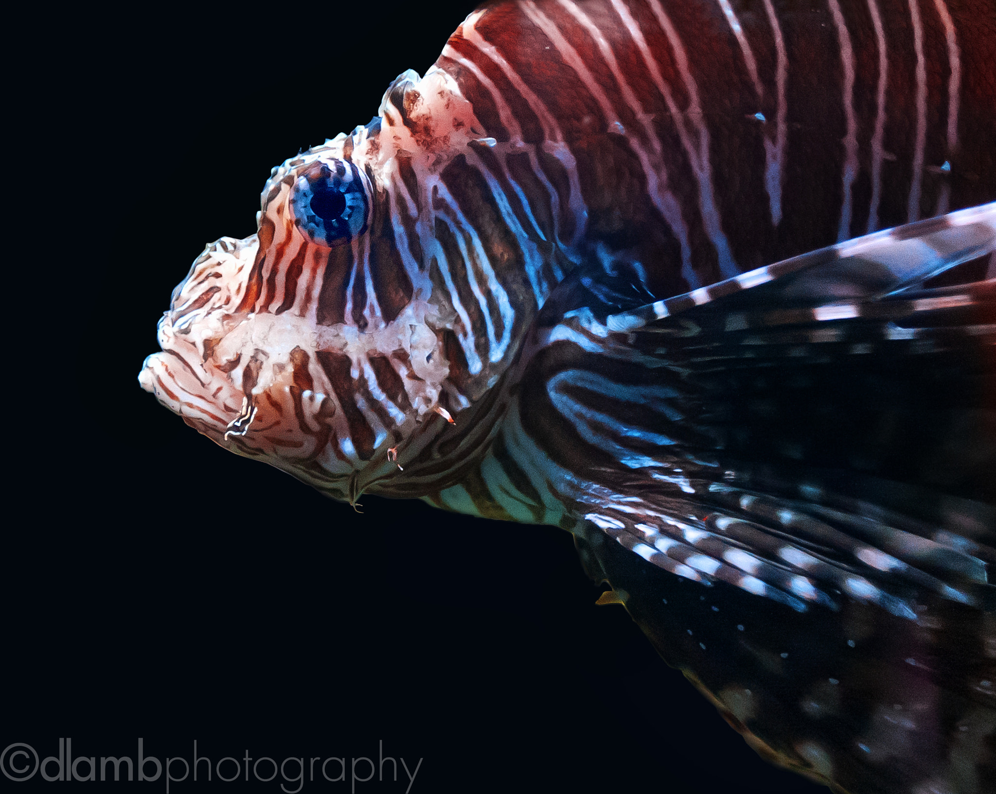 Canon EOS 40D sample photo. Lionfish portrait photography