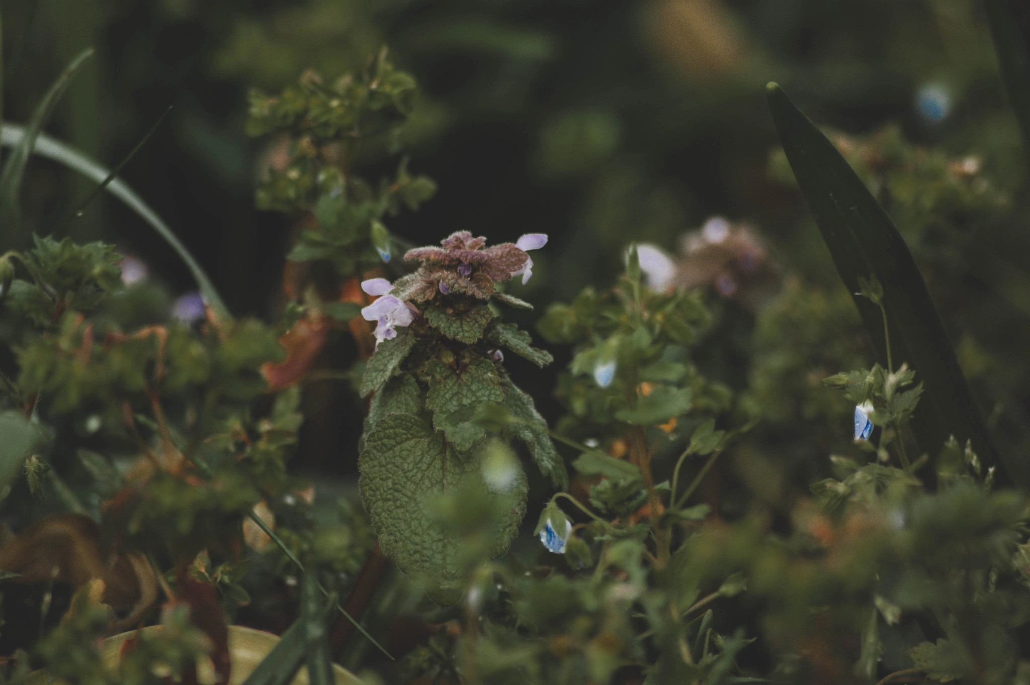 Sony 75-300mm F4.5-5.6 sample photo. Flower in my garden. photography