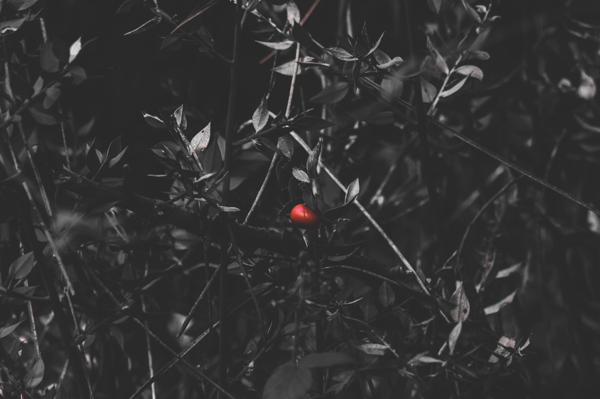 Sony 75-300mm F4.5-5.6 sample photo. The little fruit. photography