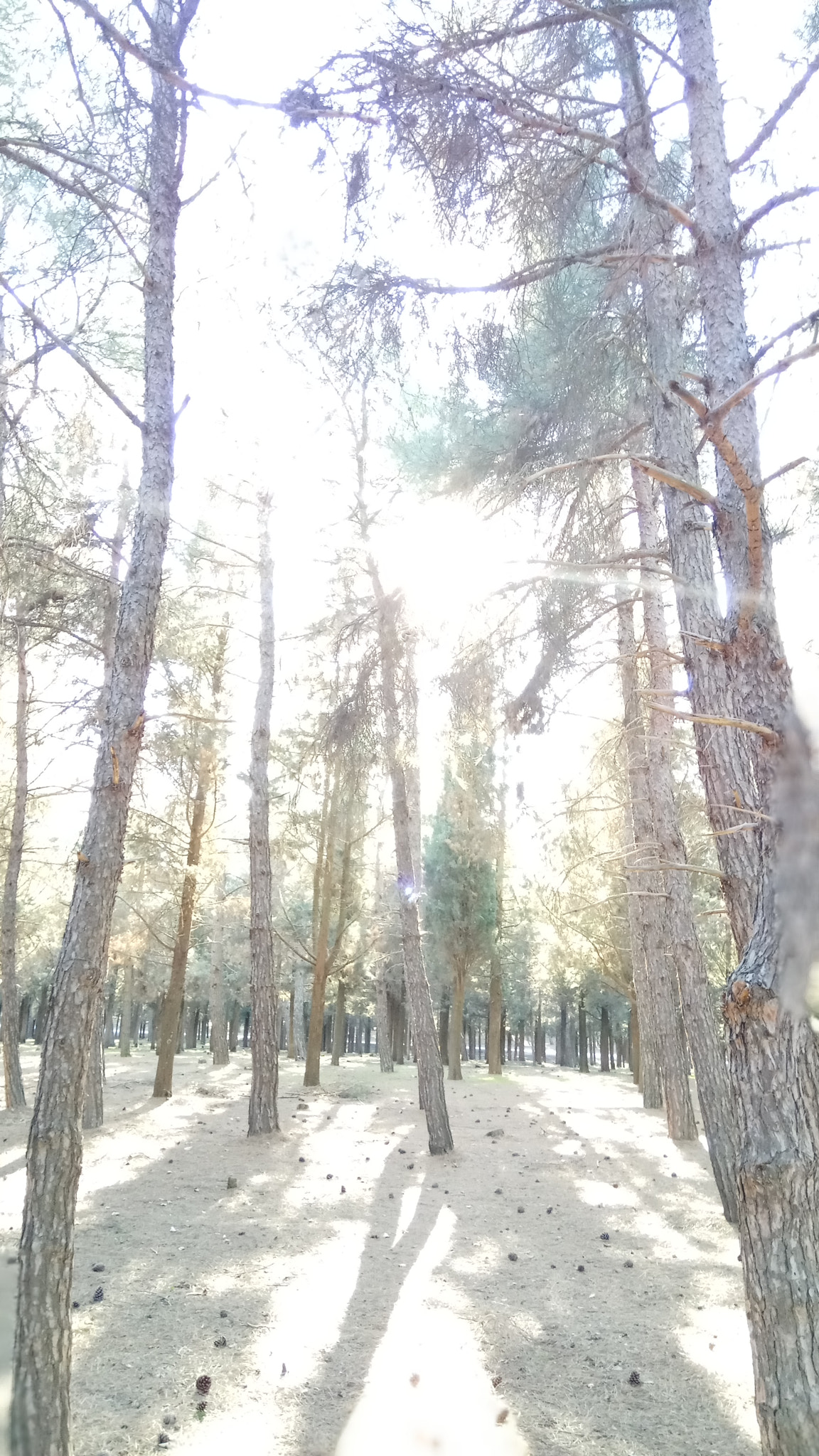 Xiaomi Redmi Pro sample photo. Forest escape 2 photography