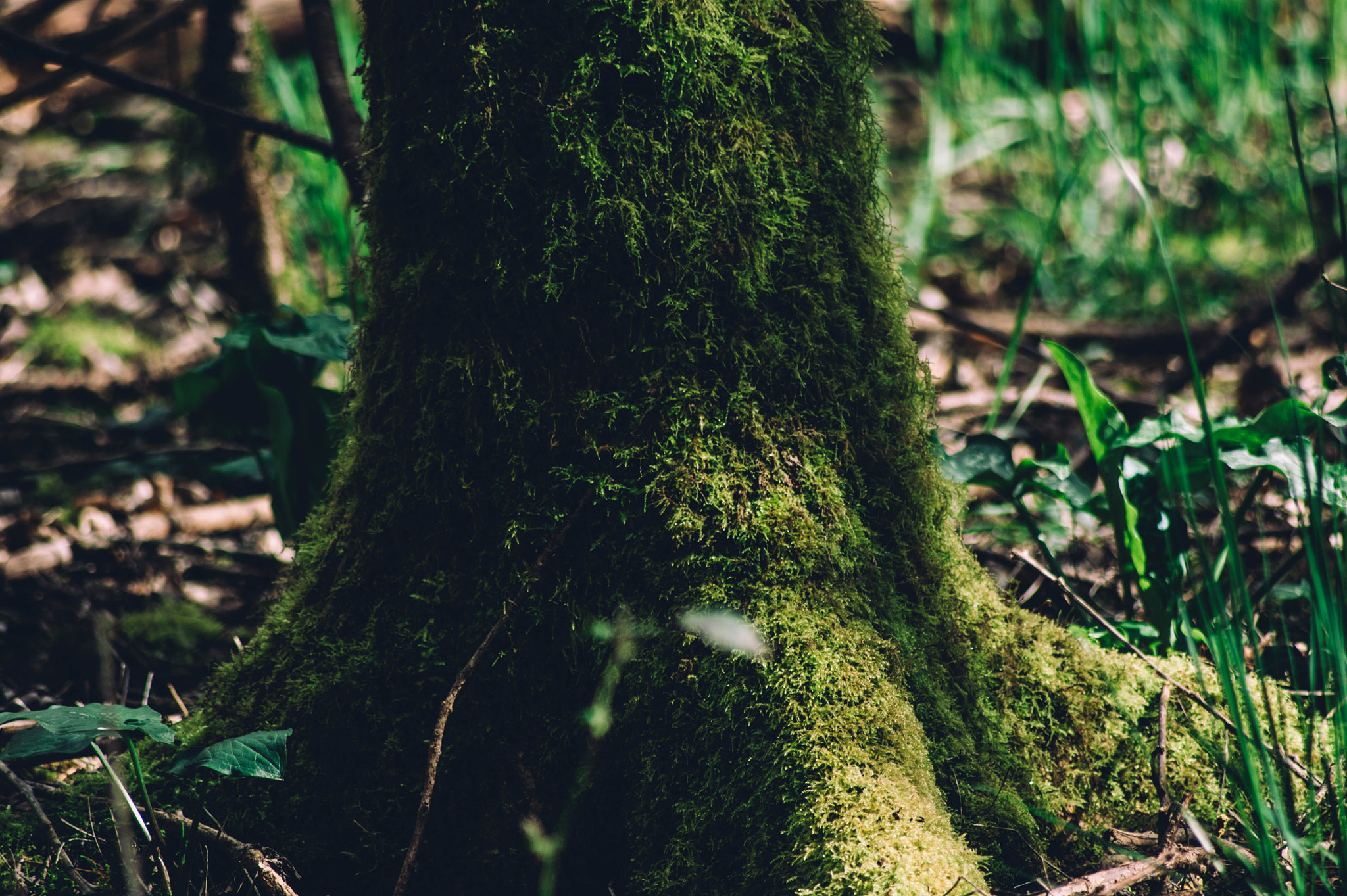 Sony Alpha DSLR-A290 + Sony 75-300mm F4.5-5.6 sample photo. Moss on a trunk. photography