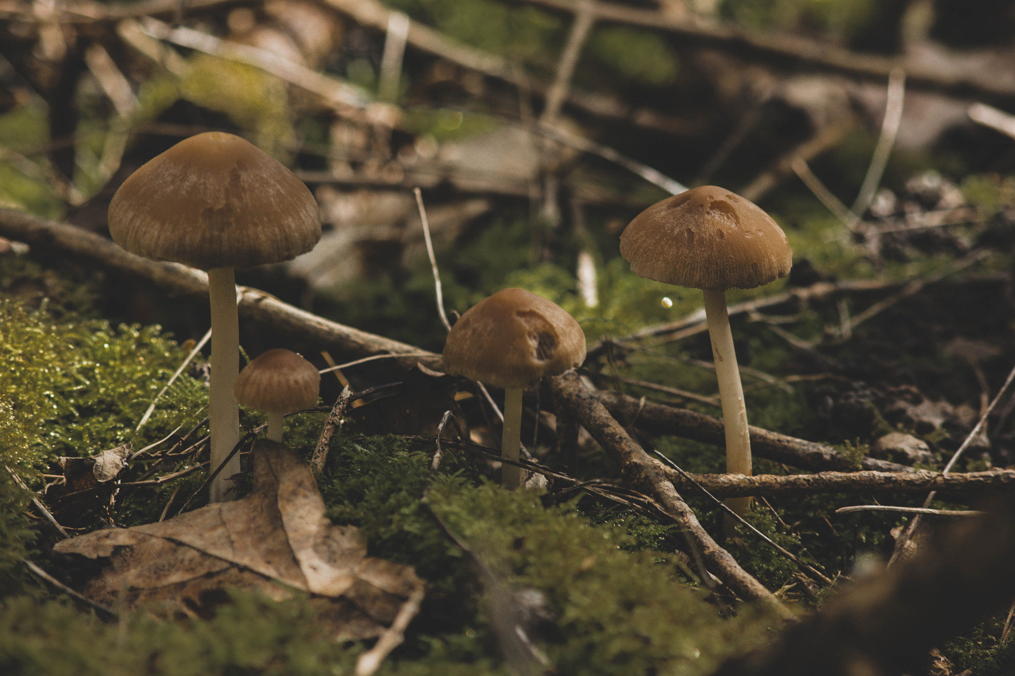 Sigma 70-300mm F4-5.6 DL Macro sample photo. Mushrooms. photography