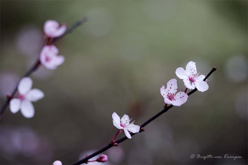 Canon EF 100mm F2.8 Macro USM sample photo. Pink photography