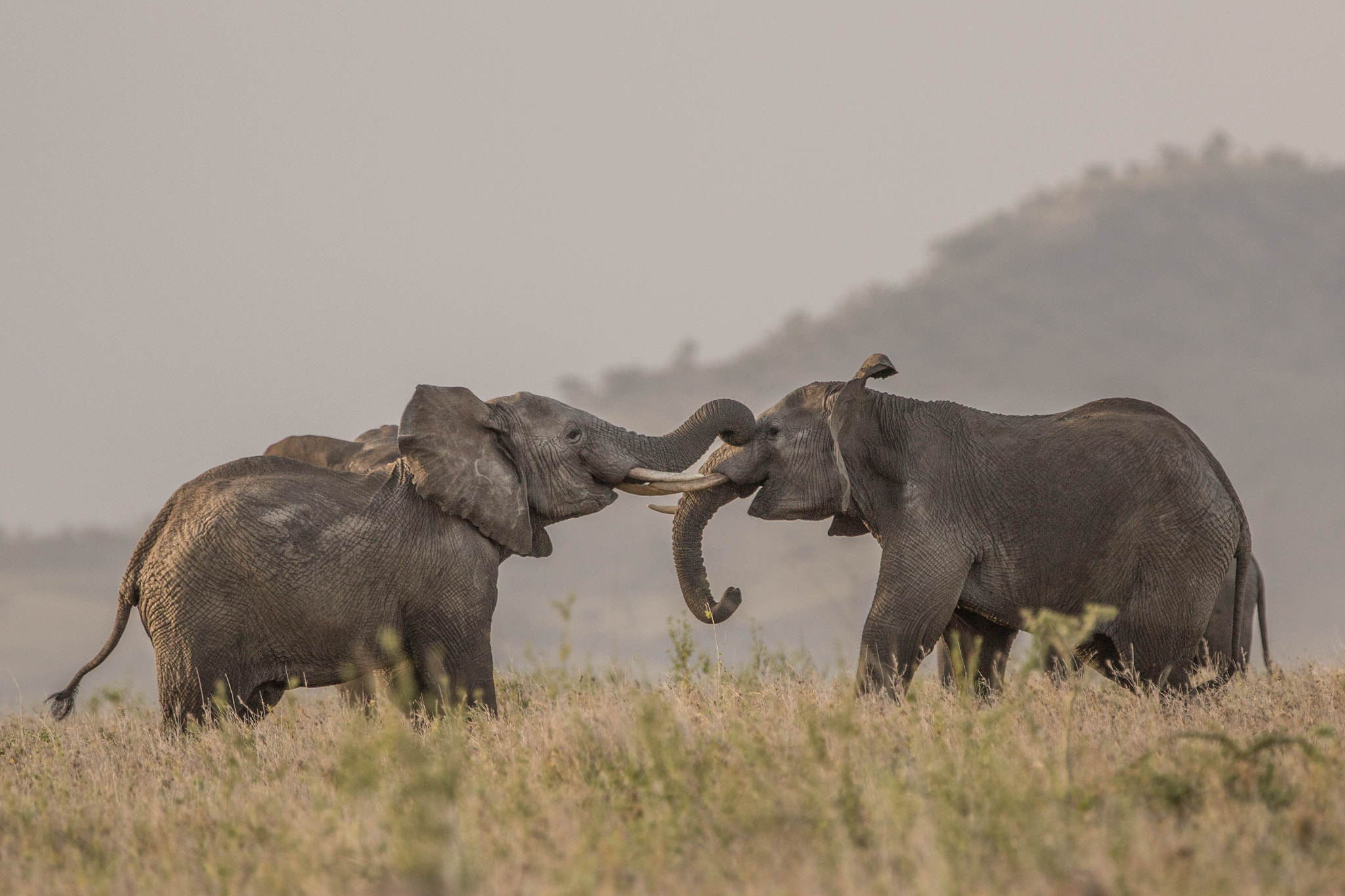 Canon EF 300mm F2.8L IS II USM sample photo. Afrique 2017 bataille d'éléphants photography