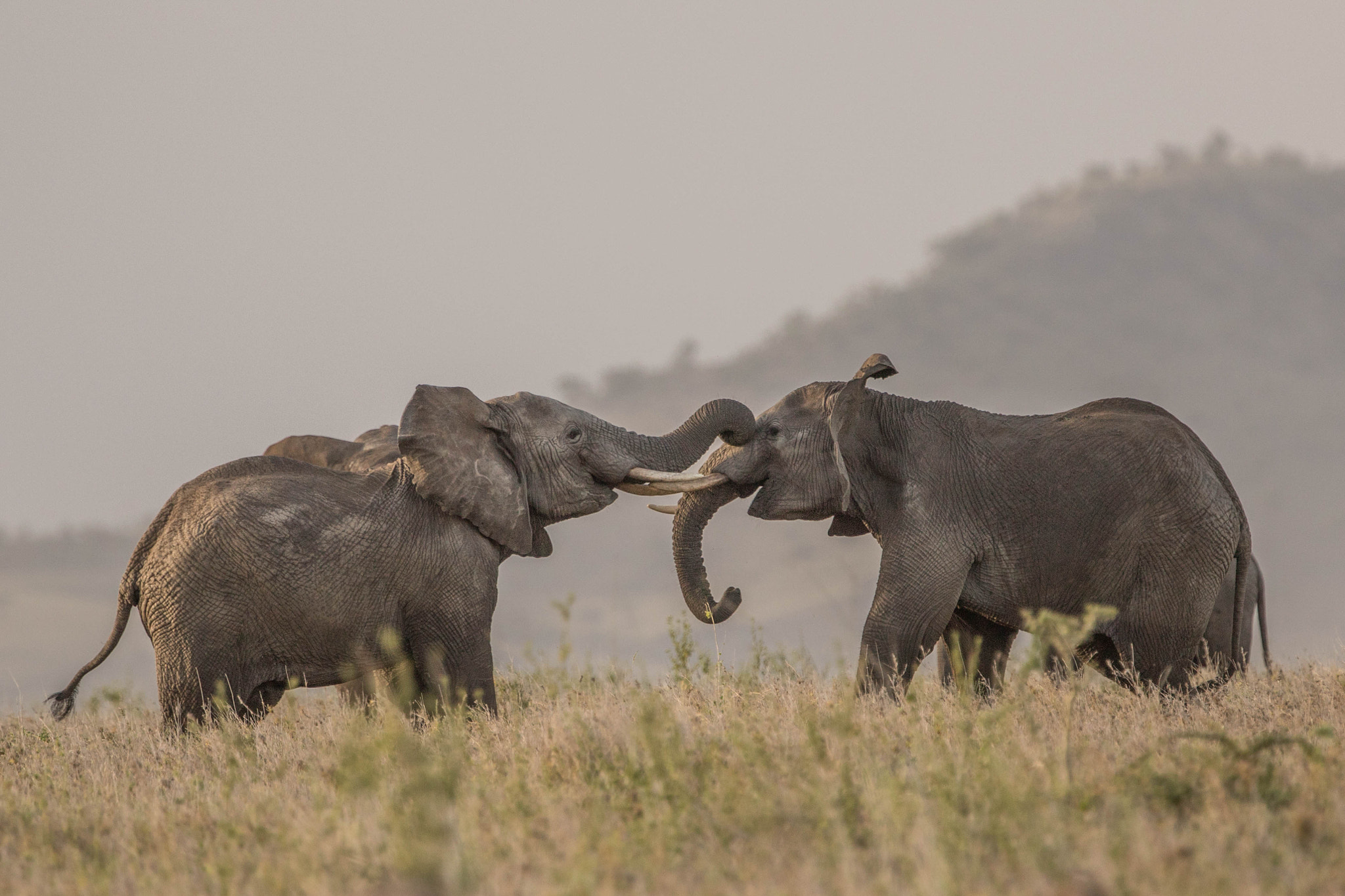 Canon EOS 7D Mark II + Canon EF 300mm F2.8L IS II USM sample photo. Afrique 2017 bataille d'éléphants photography