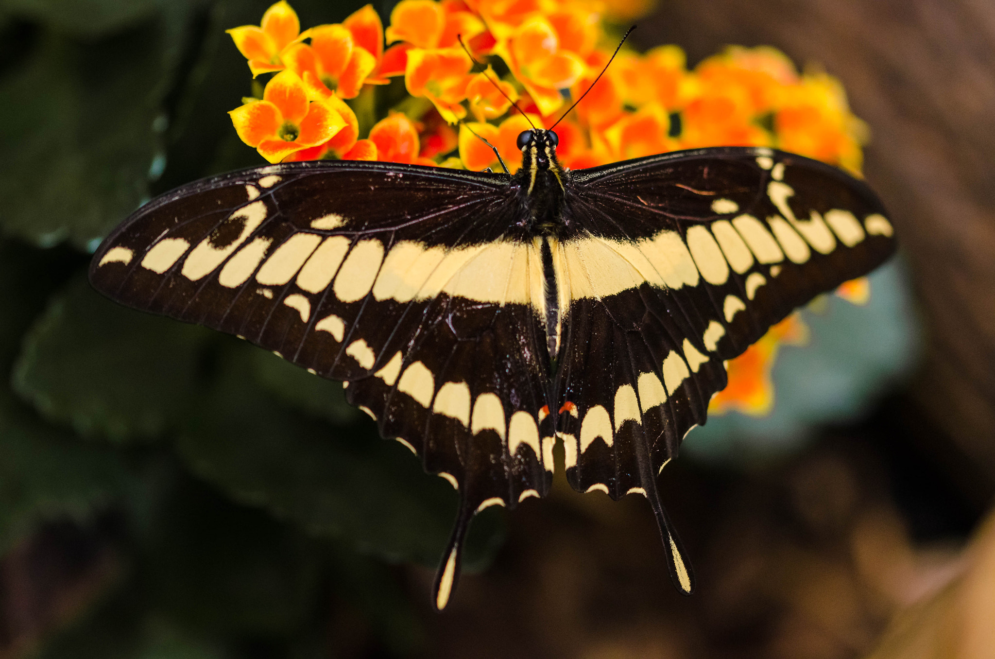 Sigma 105mm F2.8 EX DG OS HSM sample photo. Schmetterling photography