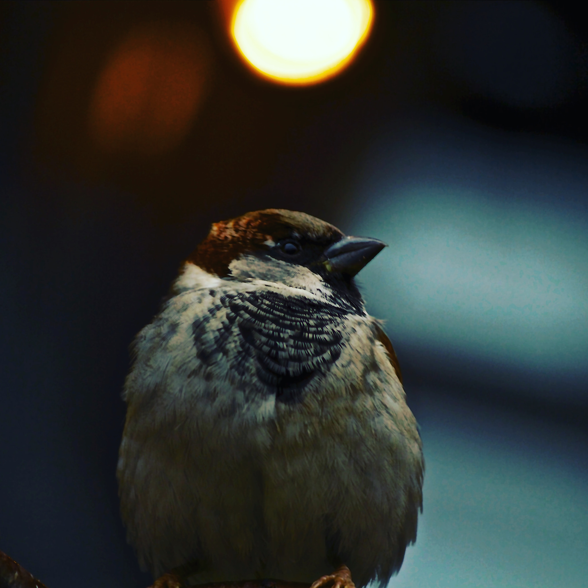 Canon EF-S 55-250mm F4-5.6 IS II sample photo. Moineau photography