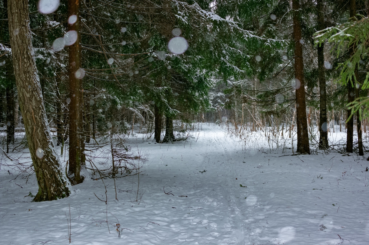 Canon EF-S 24mm F2.8 STM sample photo. Forest under the snow photography