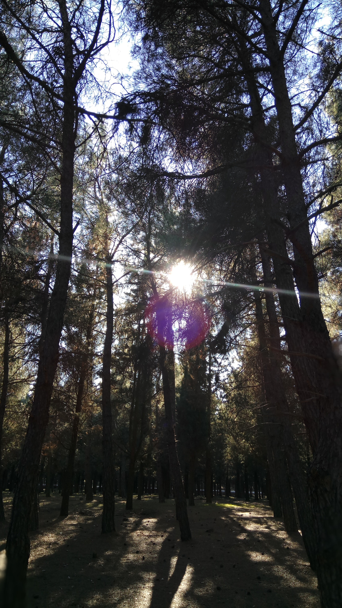 Xiaomi Redmi Pro sample photo. Forest escape 2 photography