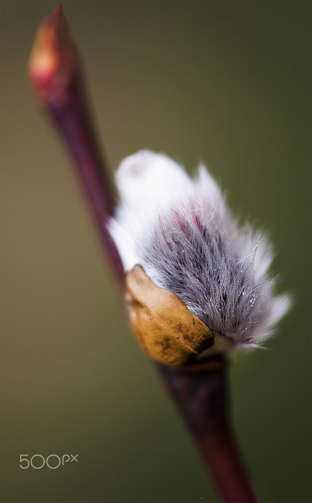 Nikon AF-S Micro-Nikkor 105mm F2.8G IF-ED VR sample photo. Spring tenderness photography