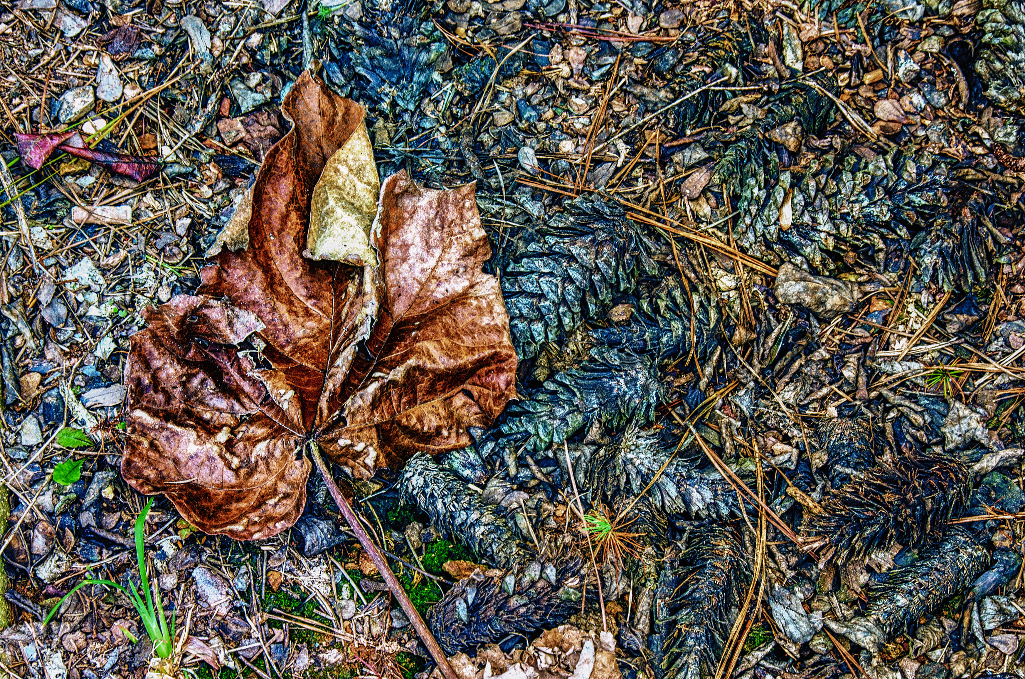Nikon D7000 + Sigma 18-250mm F3.5-6.3 DC Macro OS HSM sample photo. Leaf with pine cones photography