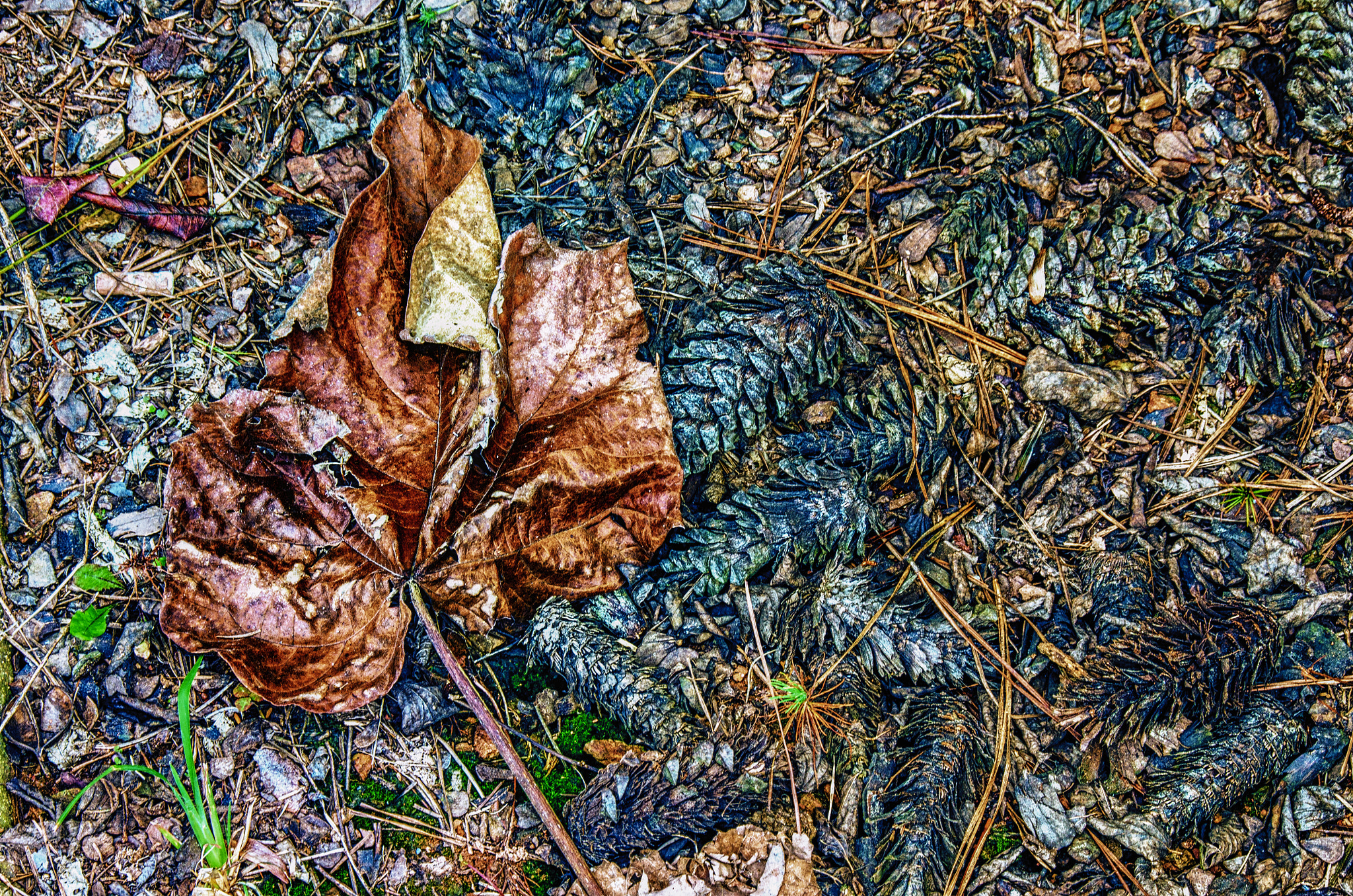 Sigma 18-250mm F3.5-6.3 DC Macro OS HSM sample photo. Leaf with pine cones photography