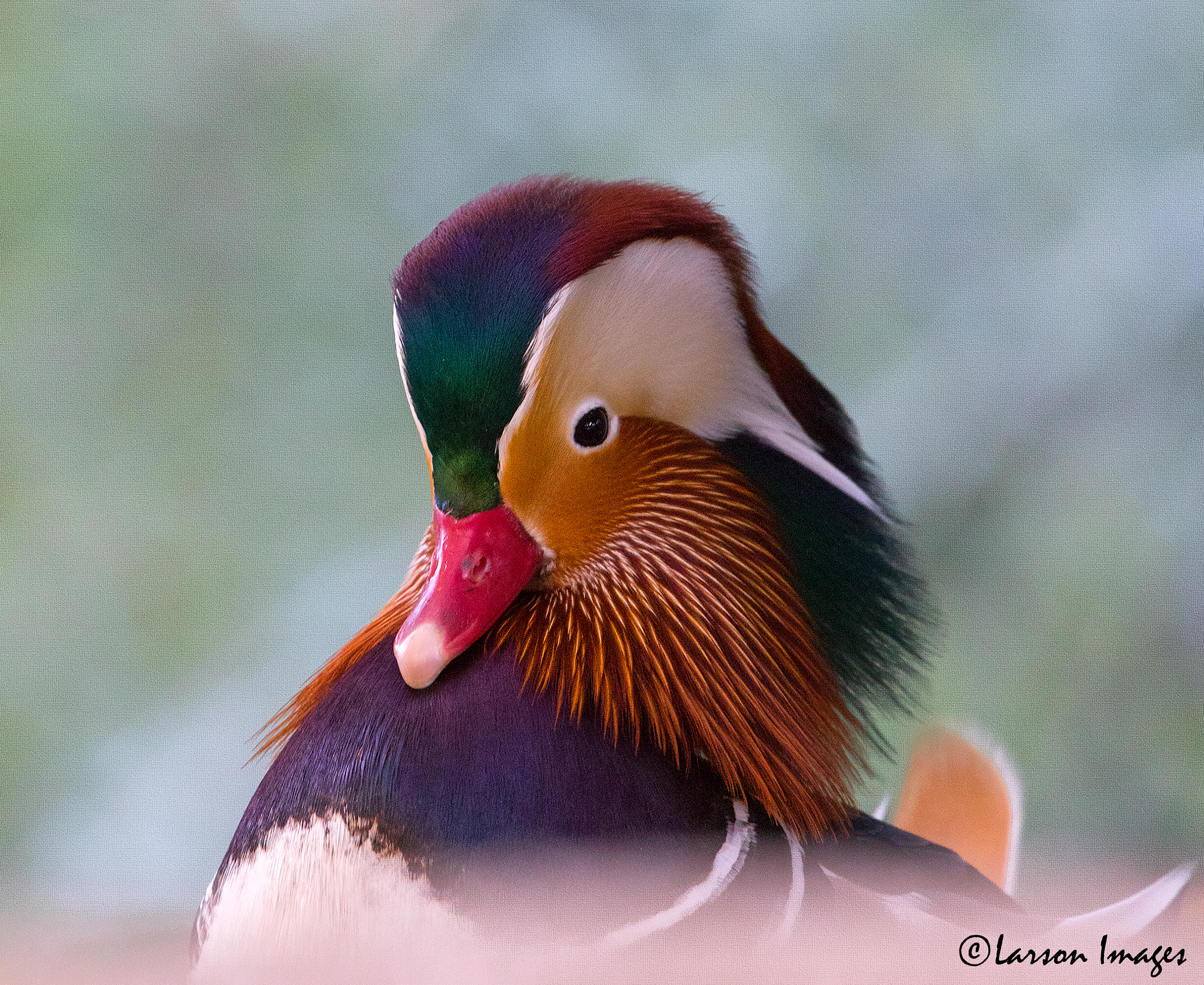 Canon EF 70-300mm F4-5.6L IS USM sample photo