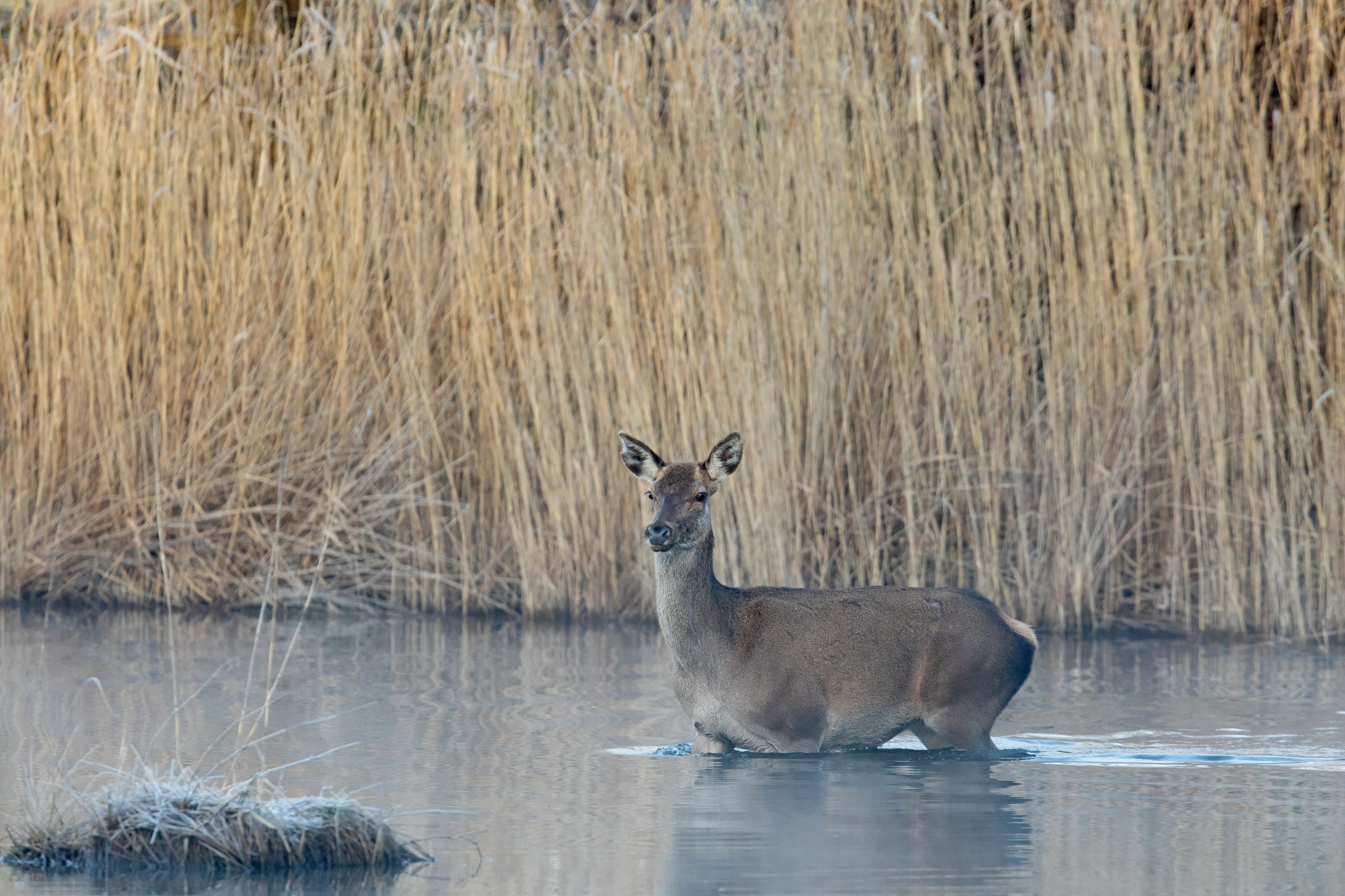 Canon EOS 5D Mark IV + Canon EF 300mm F2.8L IS II USM sample photo. Biche photography