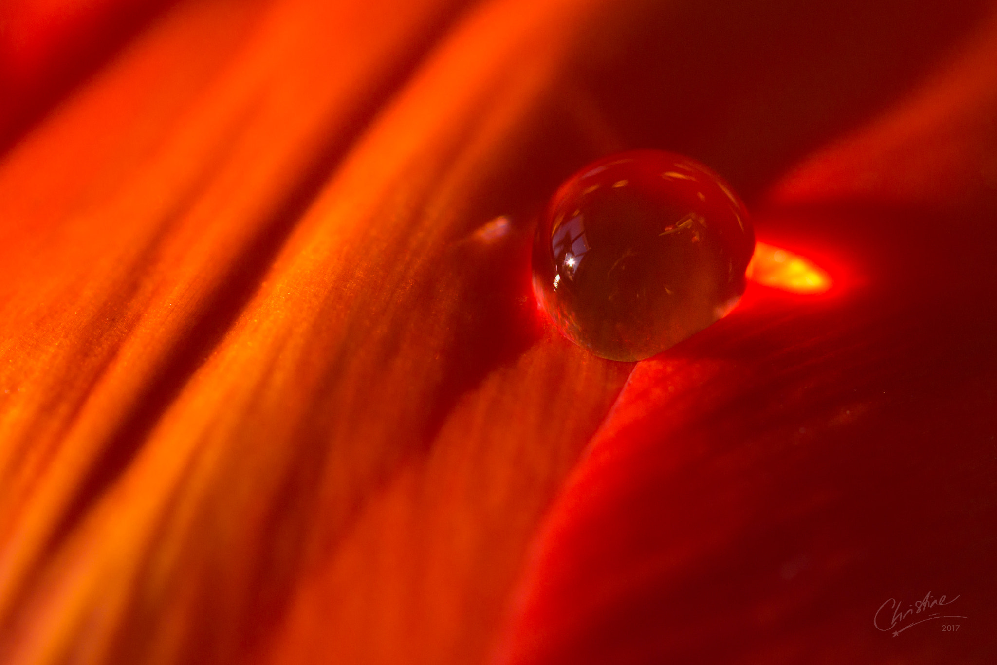 Canon EF-S 60mm F2.8 Macro USM sample photo. Orange pop photography