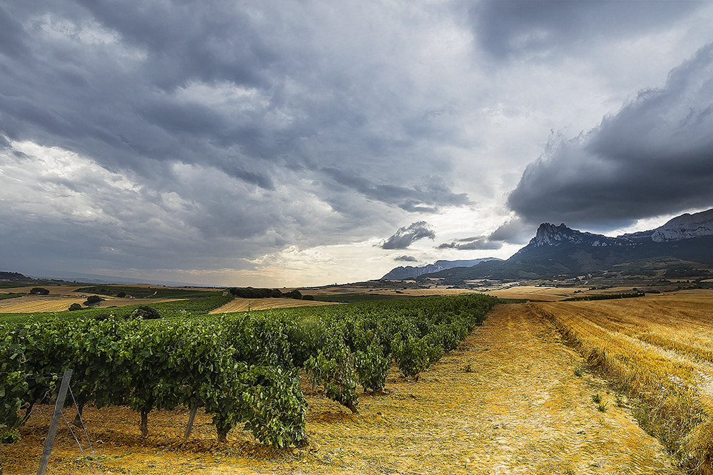 Canon EF-S 10-22mm F3.5-4.5 USM sample photo. Amarillo y verde photography
