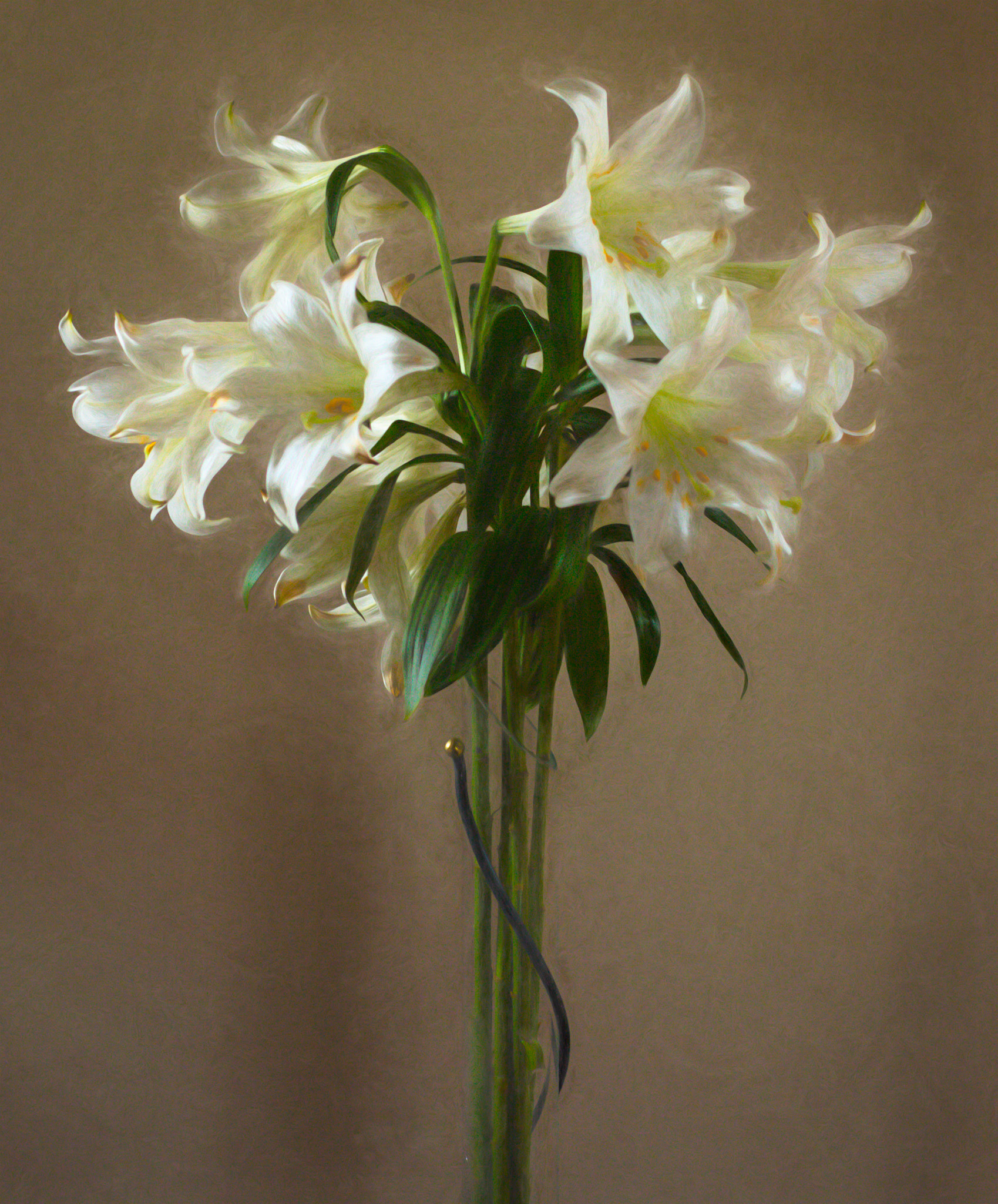 Canon EF 85mm F1.8 USM sample photo. Lilies photography