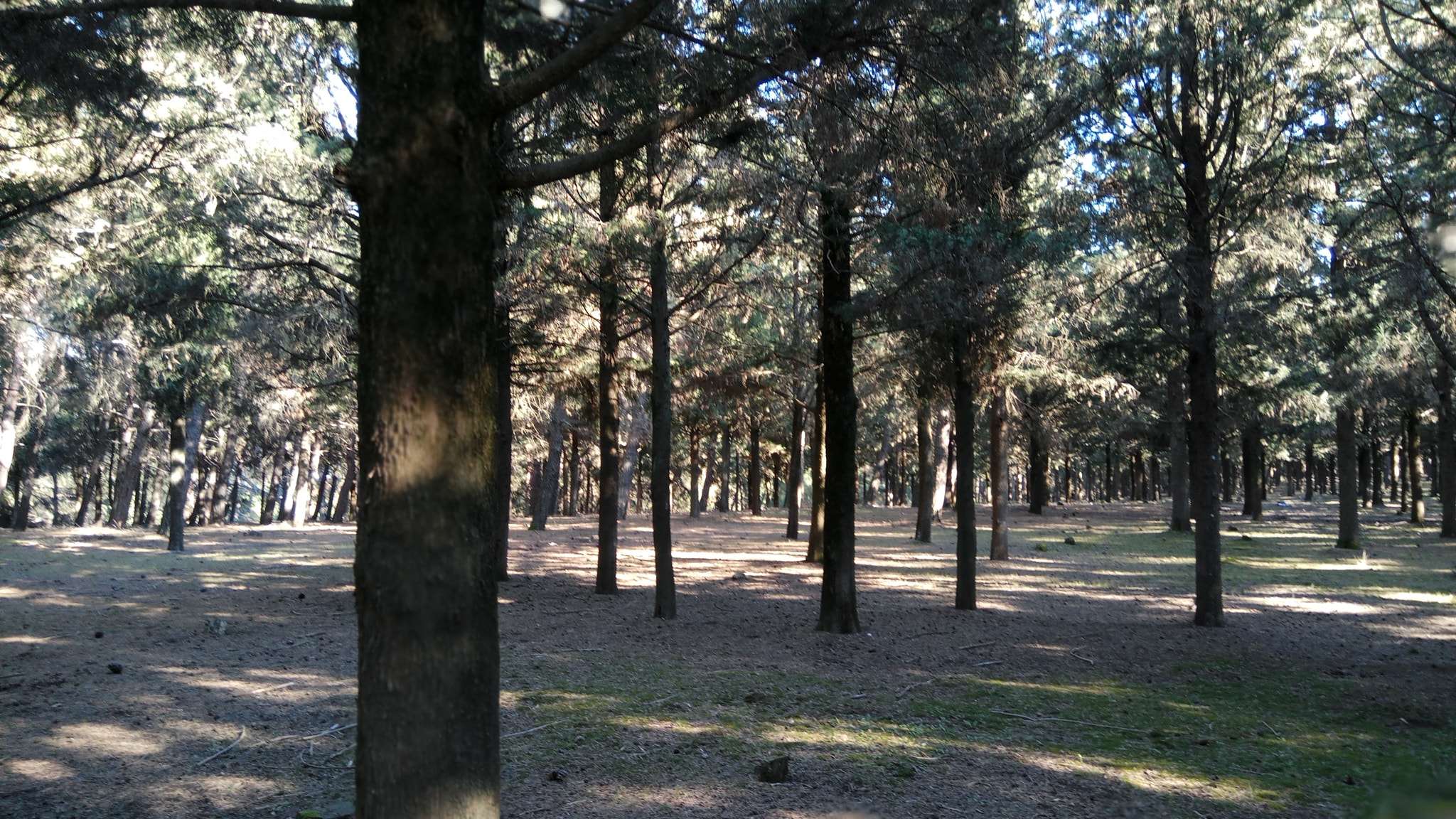 Xiaomi Redmi Pro sample photo. Forest escape 2 photography