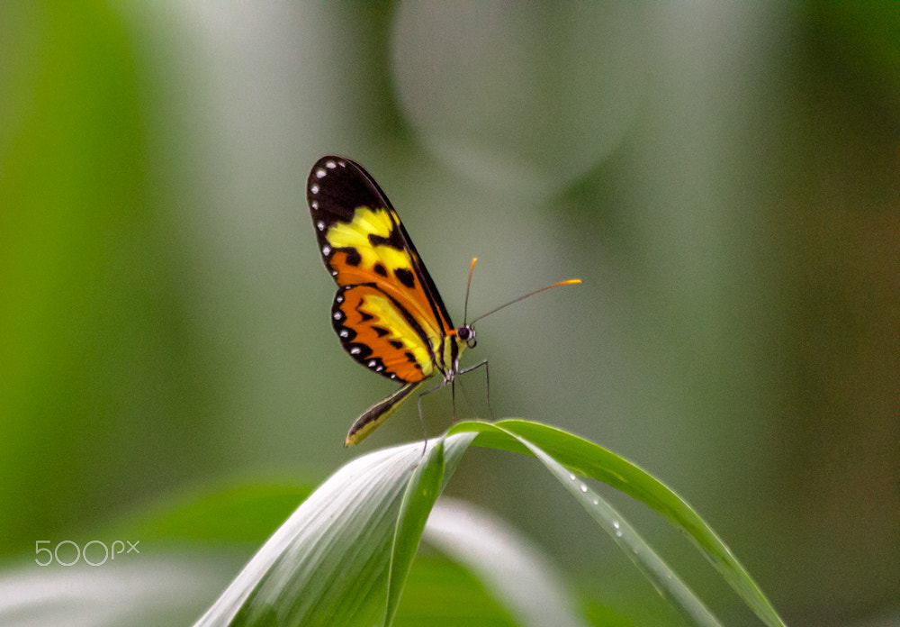 Canon EF 70-300mm F4-5.6 IS USM sample photo. Eueides isabella photography