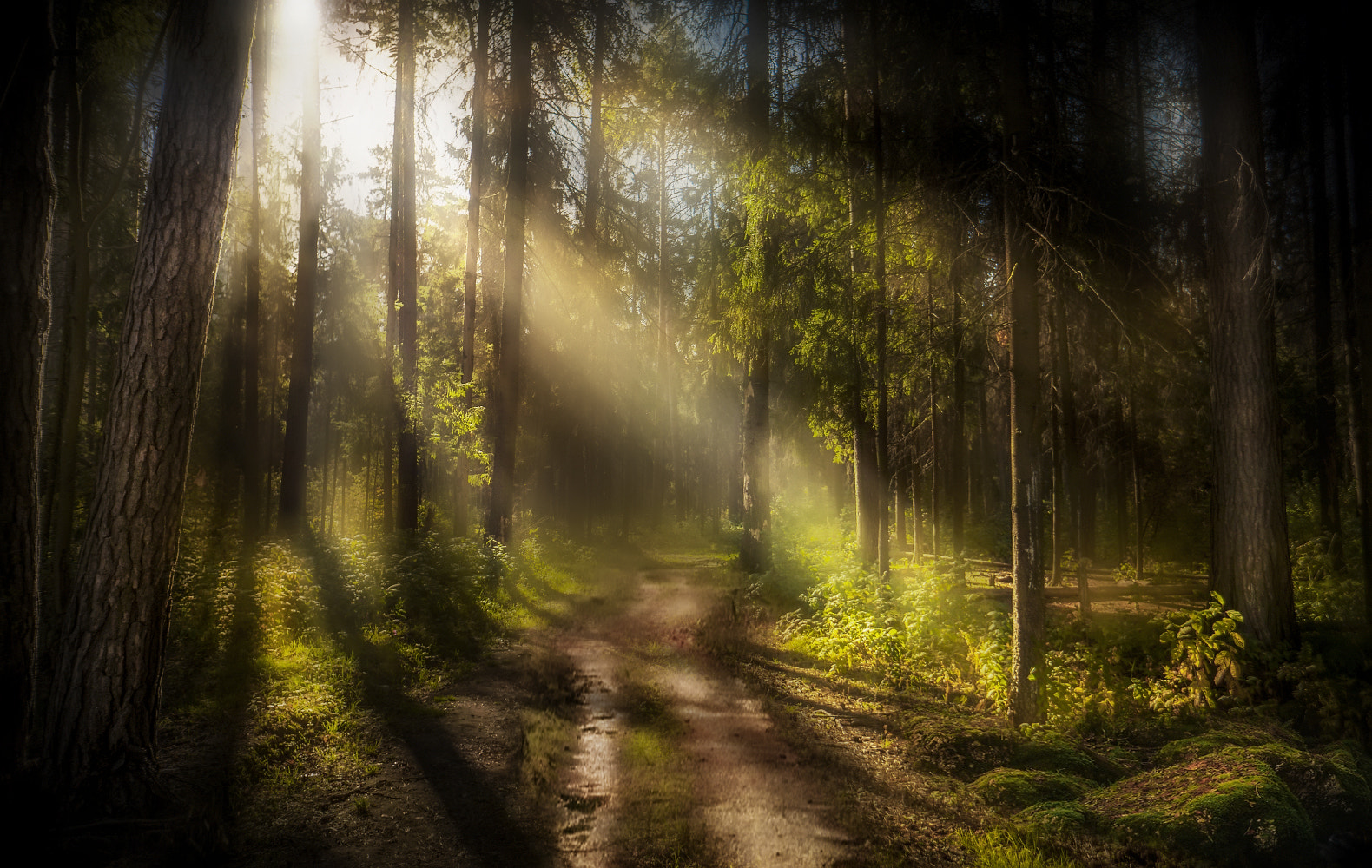 Sony Alpha NEX-6 + Sony E 16mm F2.8 sample photo. Morning in the forest photography