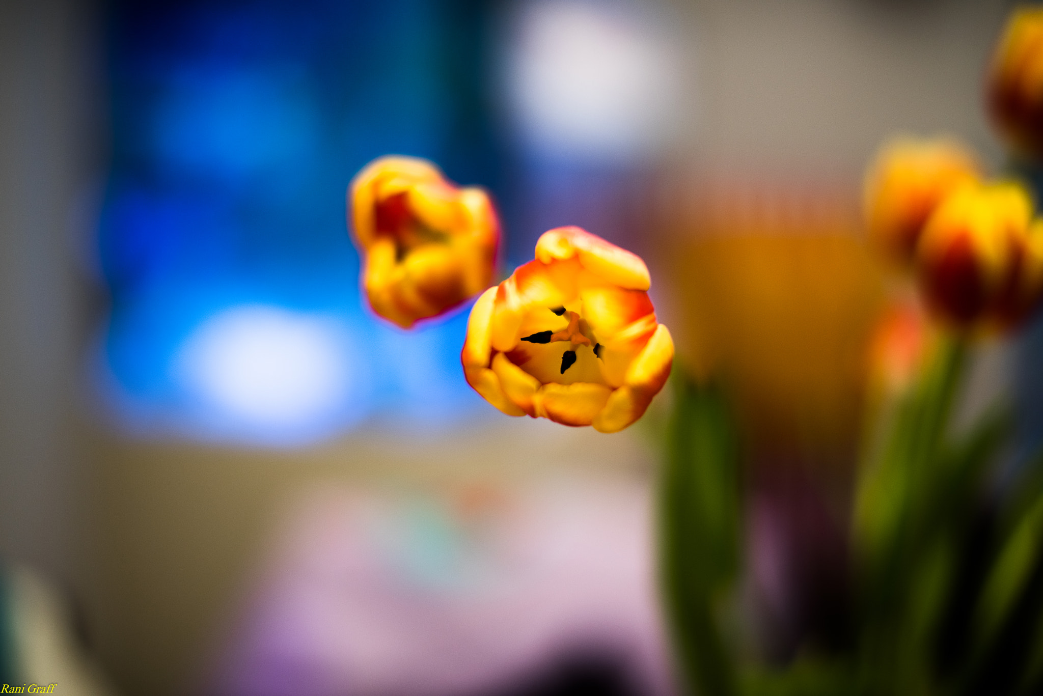 Nikon AF-S Nikkor 58mm F1.4G sample photo. Flower photography