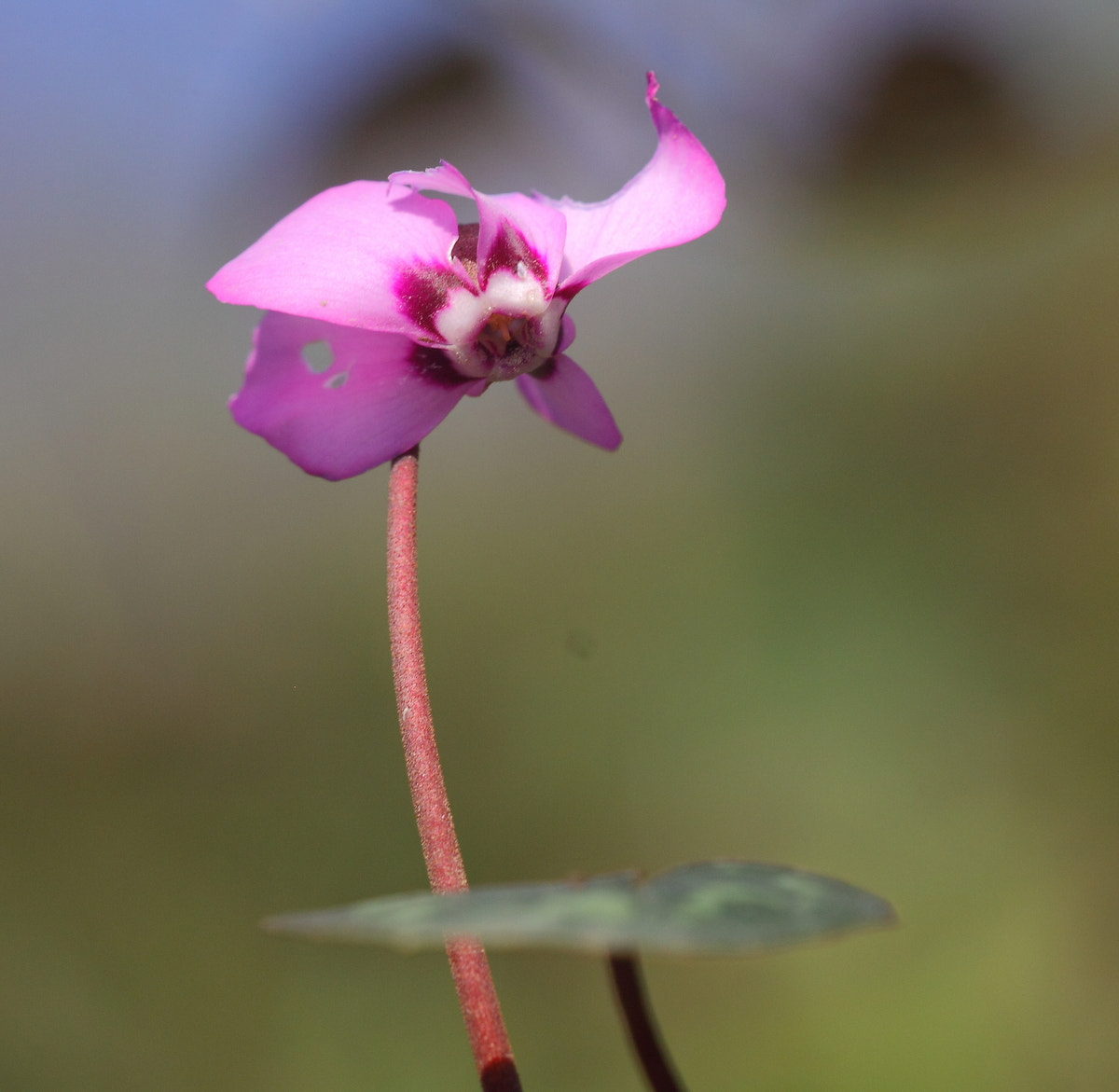 Sigma APO Macro 150mm f/2.8 EX DG HSM sample photo. Cyclamen photography
