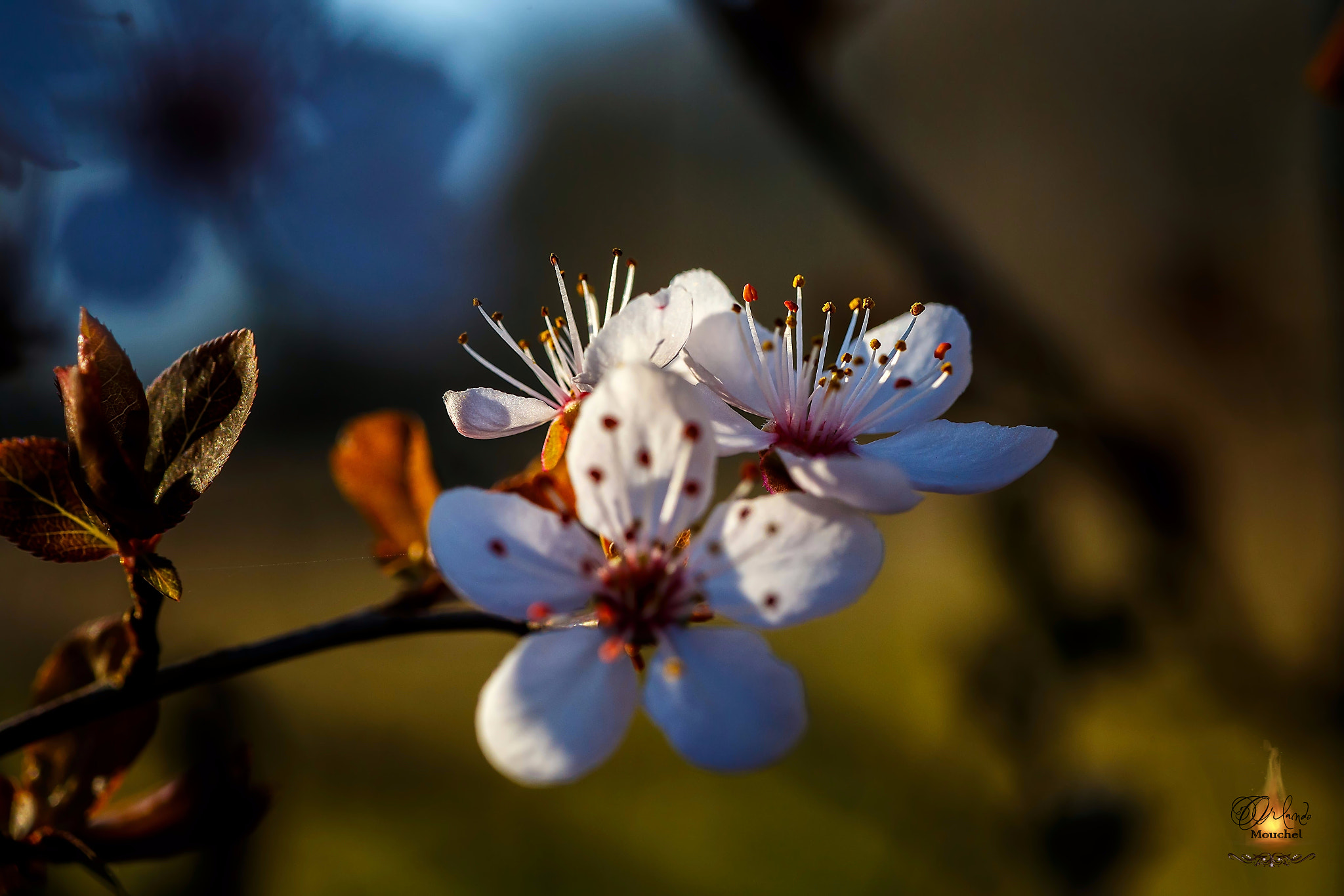 Tamron SP 90mm F2.8 Di VC USD 1:1 Macro sample photo. Almond flower photography