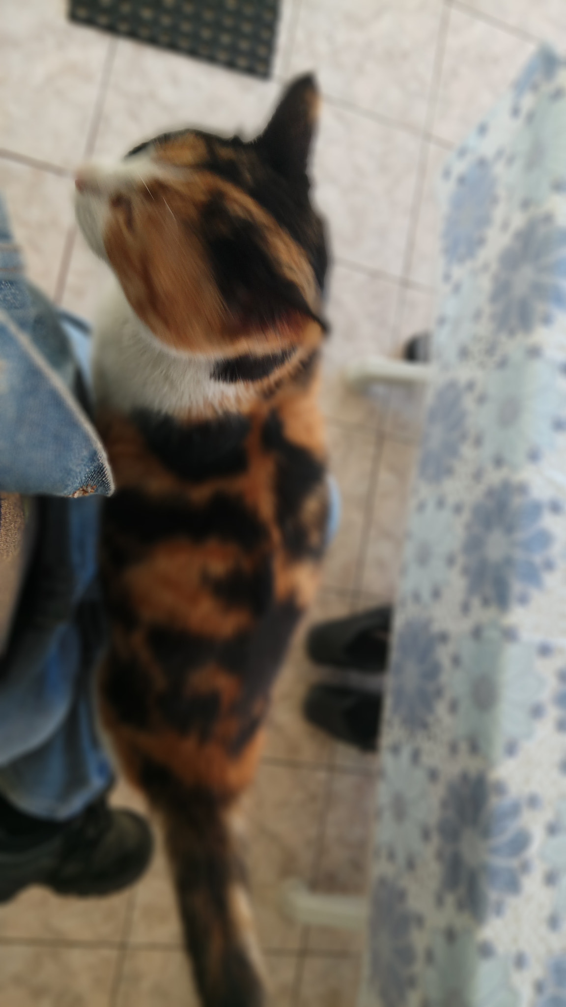 Xiaomi Redmi Pro sample photo. Scrible attacks photography