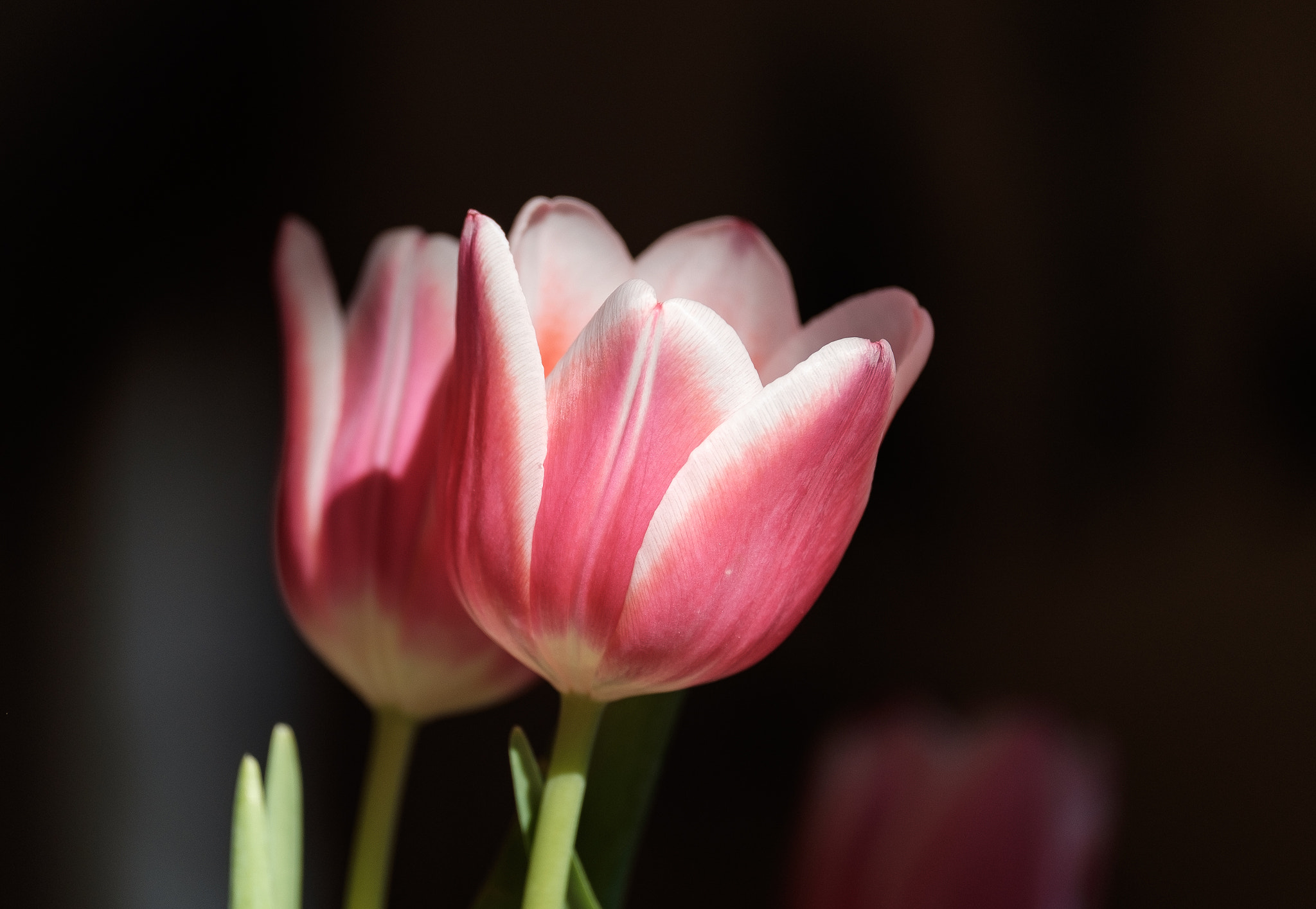 Fujifilm XF 55-200mm F3.5-4.8 R LM OIS sample photo. Beautiful tulips photography