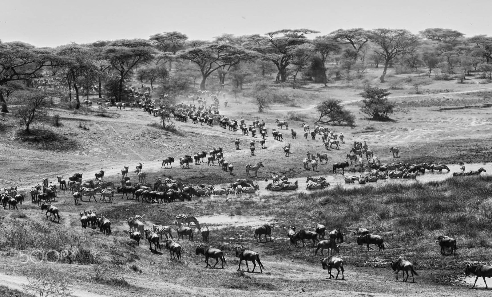 Canon EOS-1D X sample photo. The migration photography